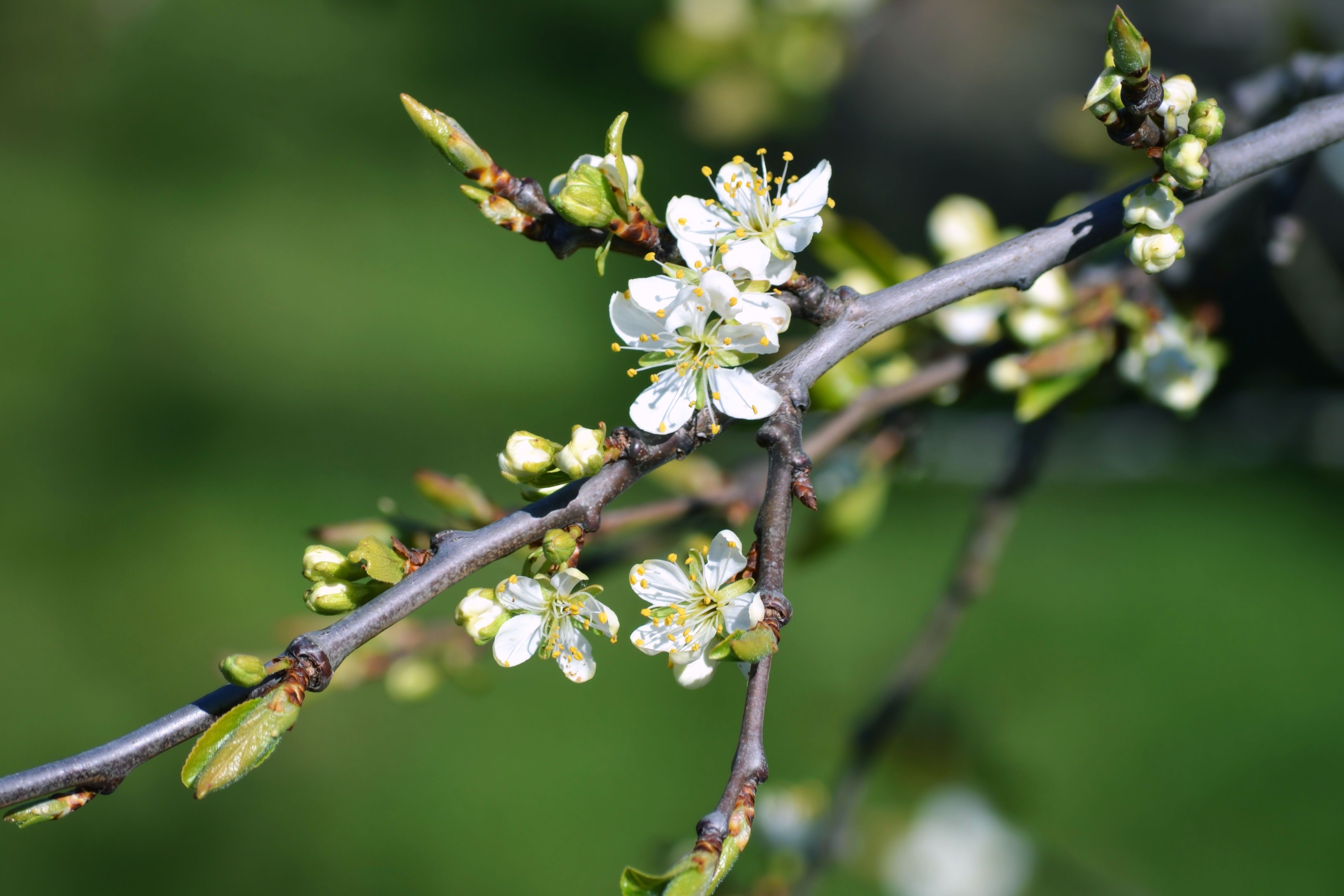 Ramo con fiori bianchi primaverili, 4608x3072 4K, Desktop 4K
