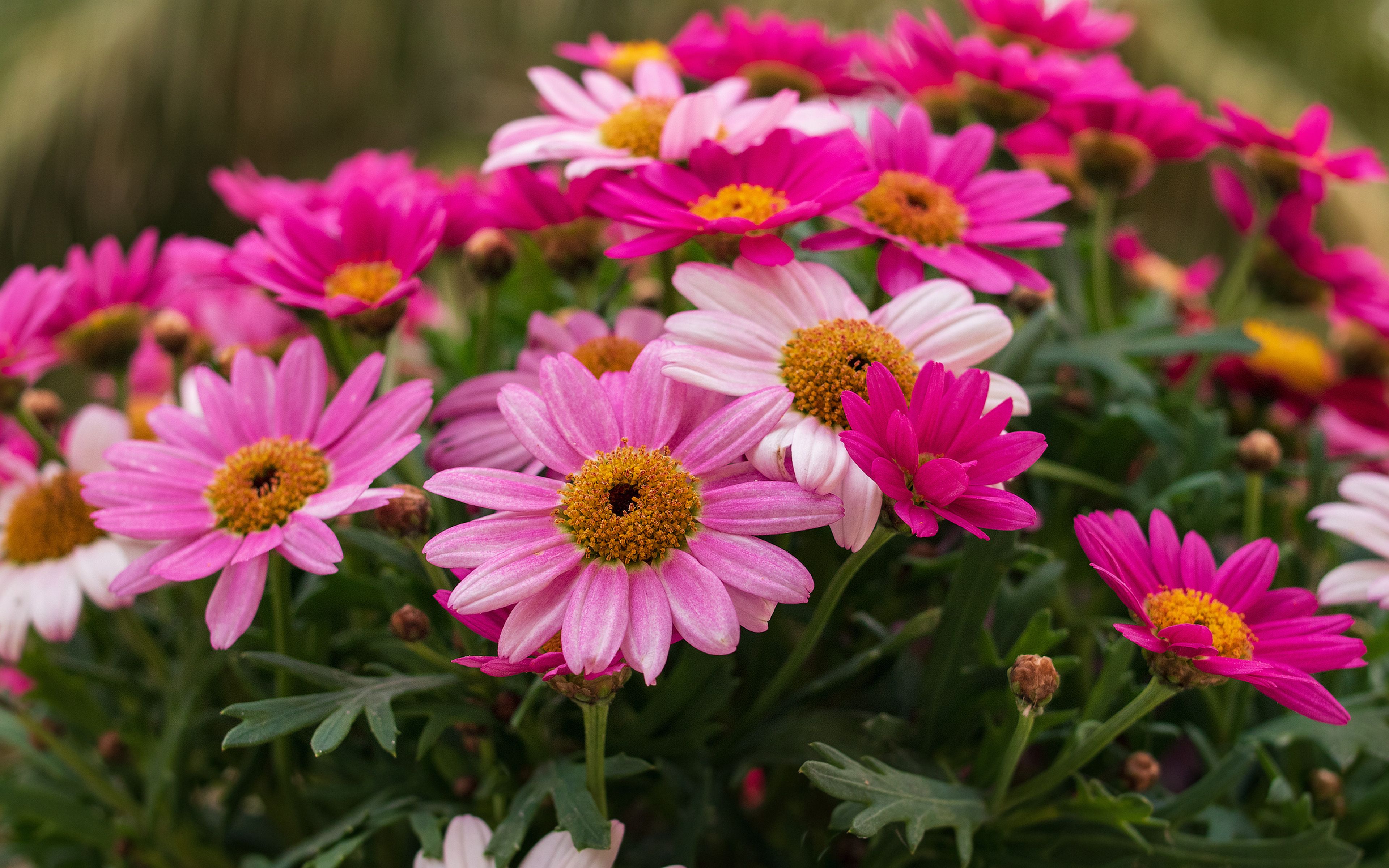 Margherite rosa e magenta, 3840x2400 Ultra HD, 4K TV