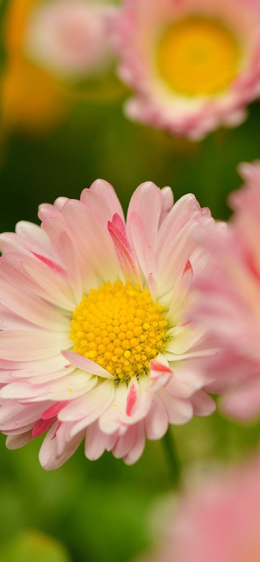 Margherite rosa in primavera, 828x1792 Verticale, Telefono