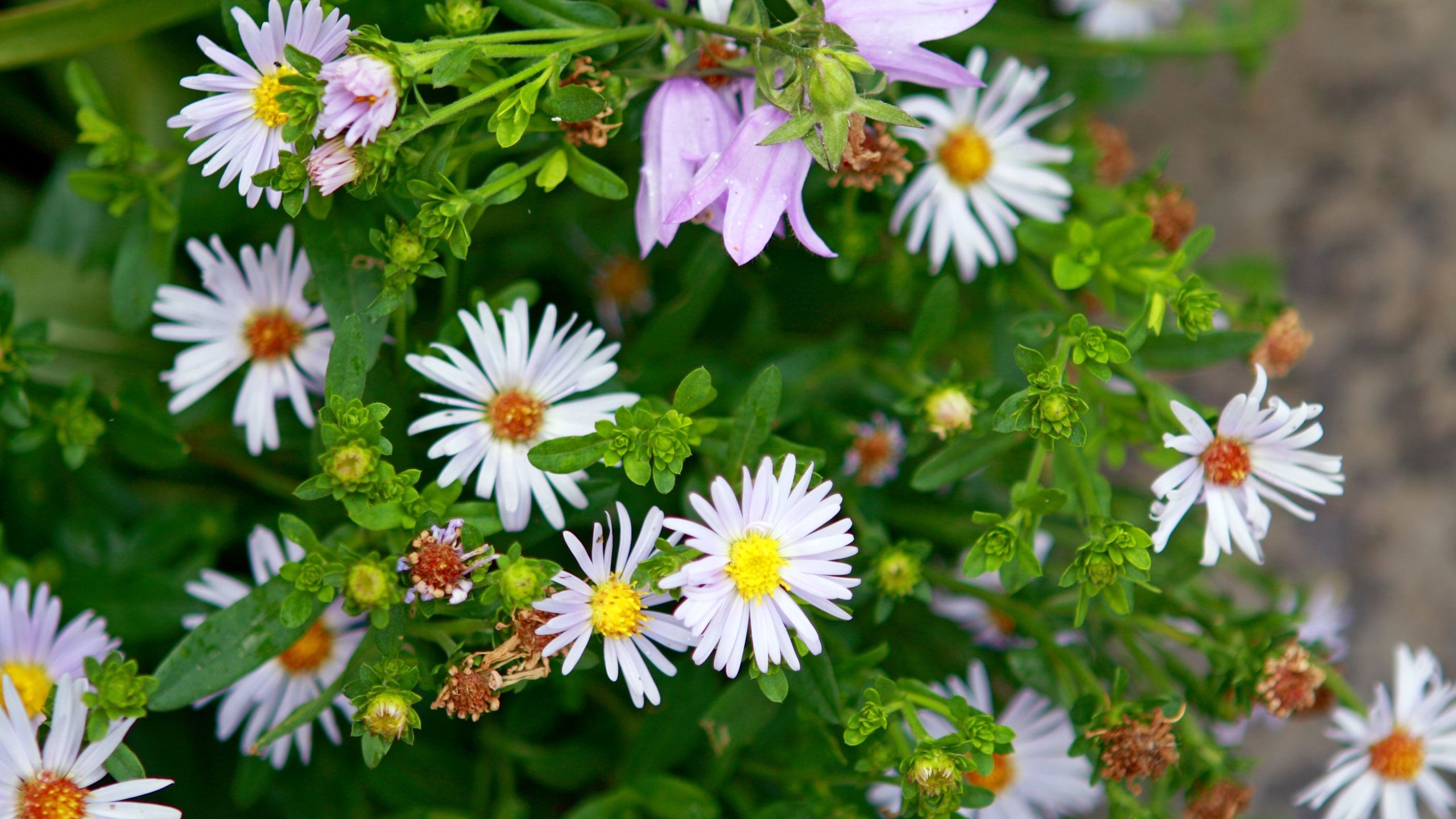 Margherite bianche e campanule viola, 2560x1440 2K QHD, Monitor Gaming