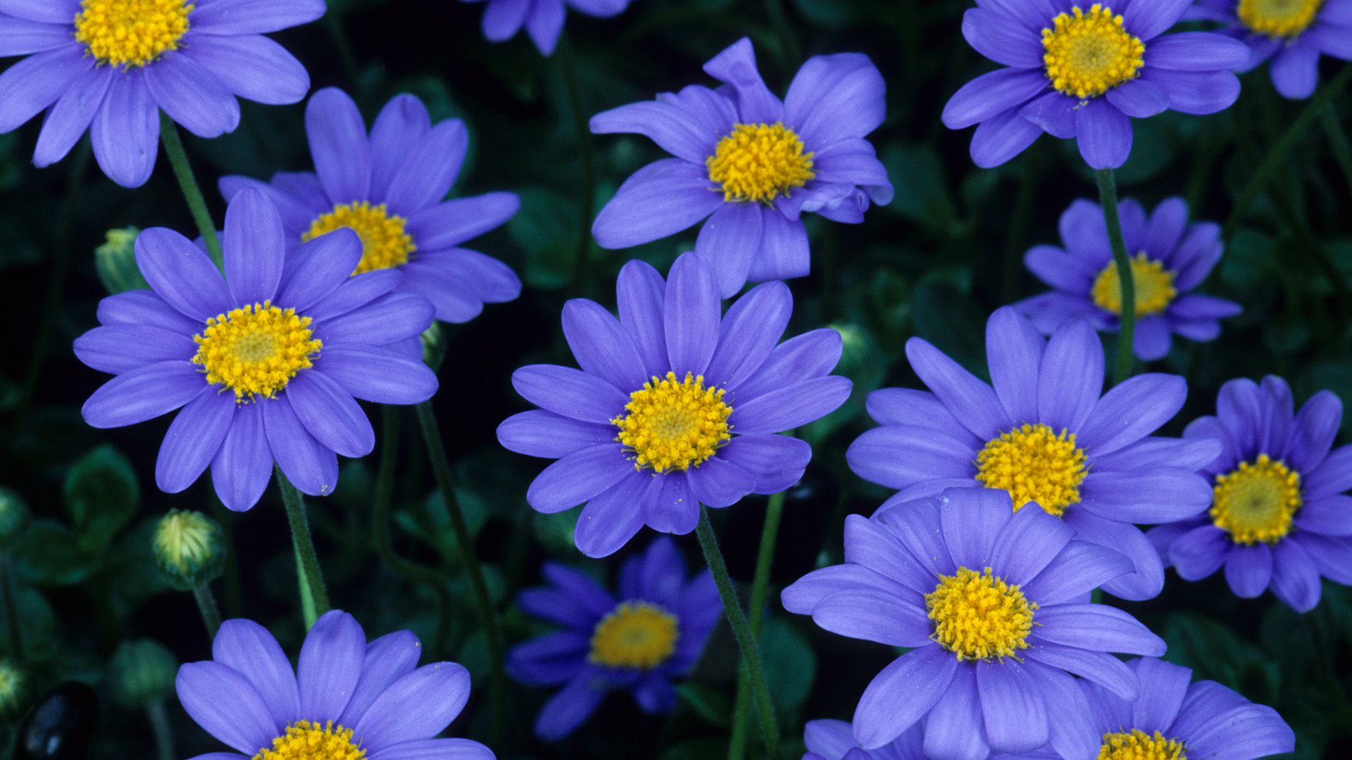 Margherite blu petali gialli, 1920x1080 Full HD 1080p, Laptop