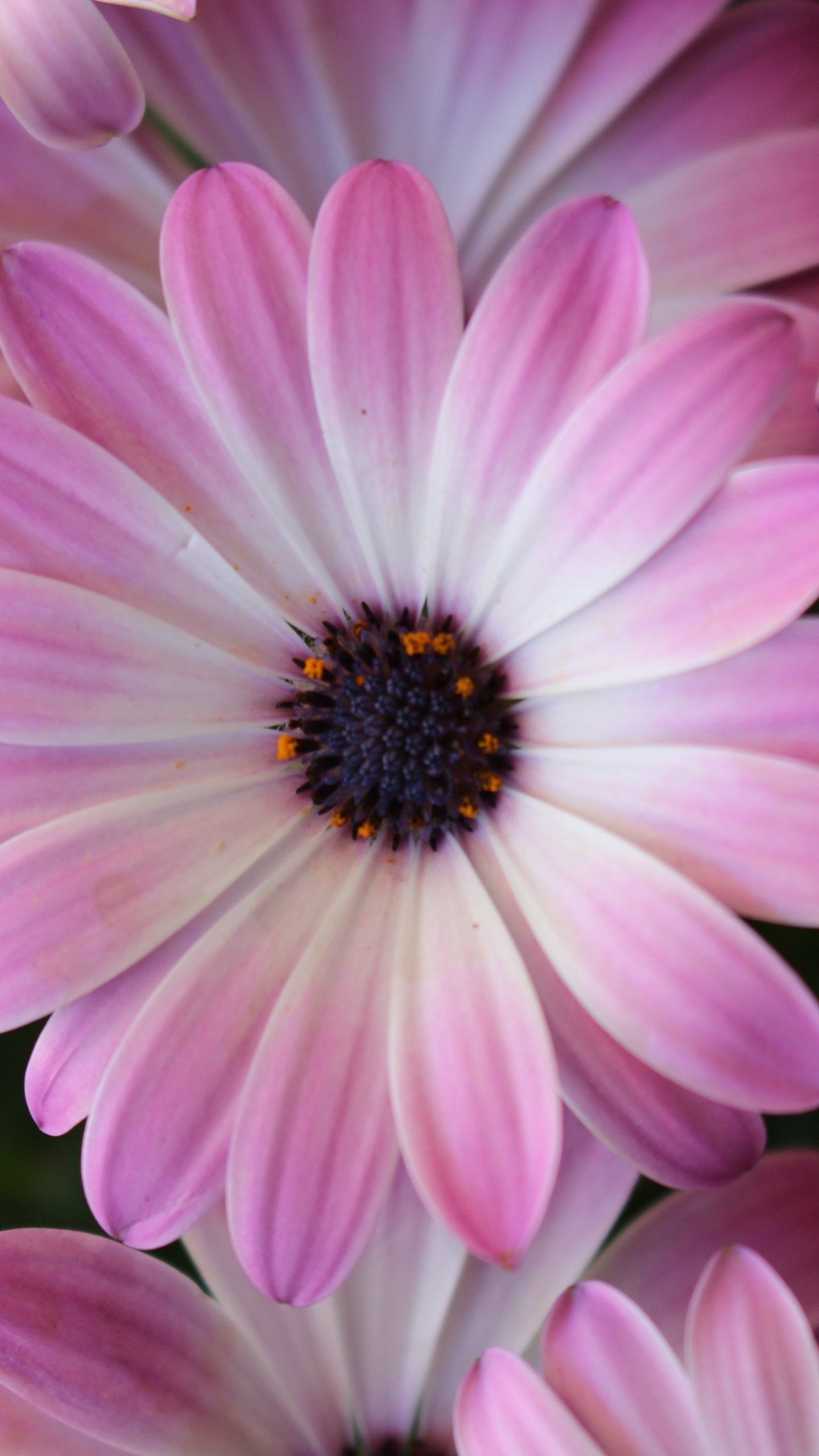 Margherite rosa in primo piano, 1440x2560 Verticale, Telefono