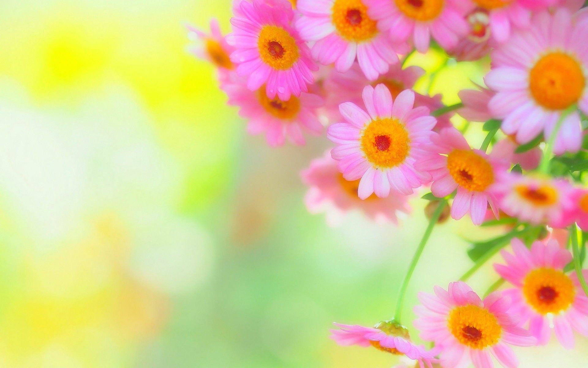 Margherite rosa primaverili, 1920x1200 WUXGA, Desktop