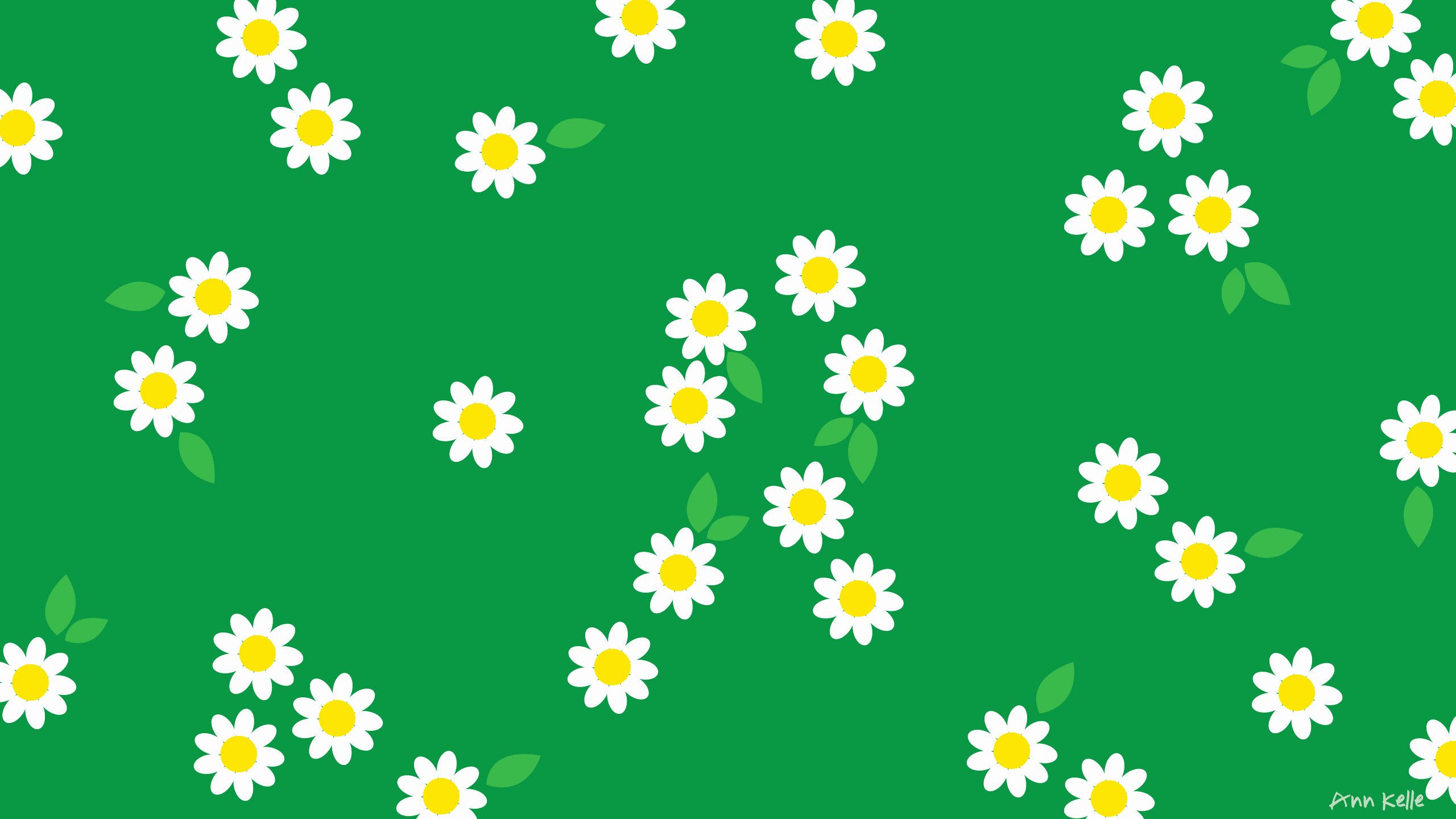 Margherite bianche sfondo verde, 2560x1440 2K QHD, PC