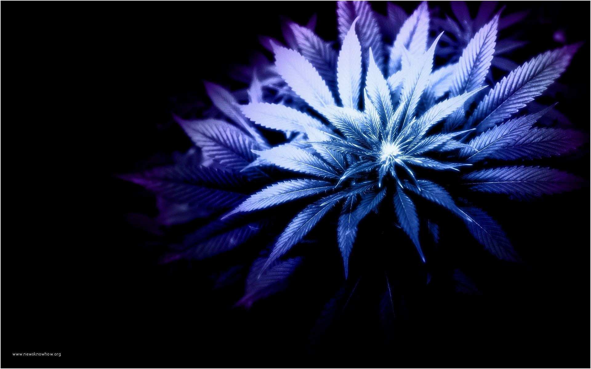 Foglie di marijuana blu viola, 1920x1200 Full HD+, PC