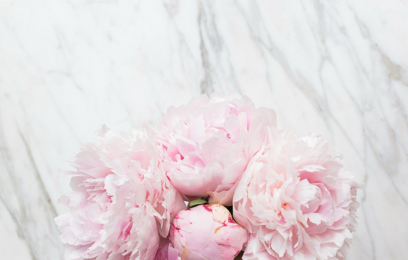 Peonie rosa su marmo, 1332x850 720p, PC