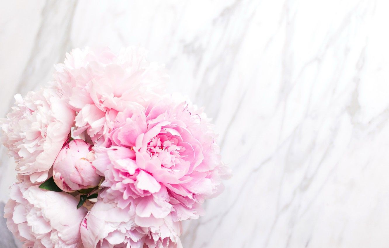 Peonie rosa su marmo bianco, 1332x850 720p, Laptop