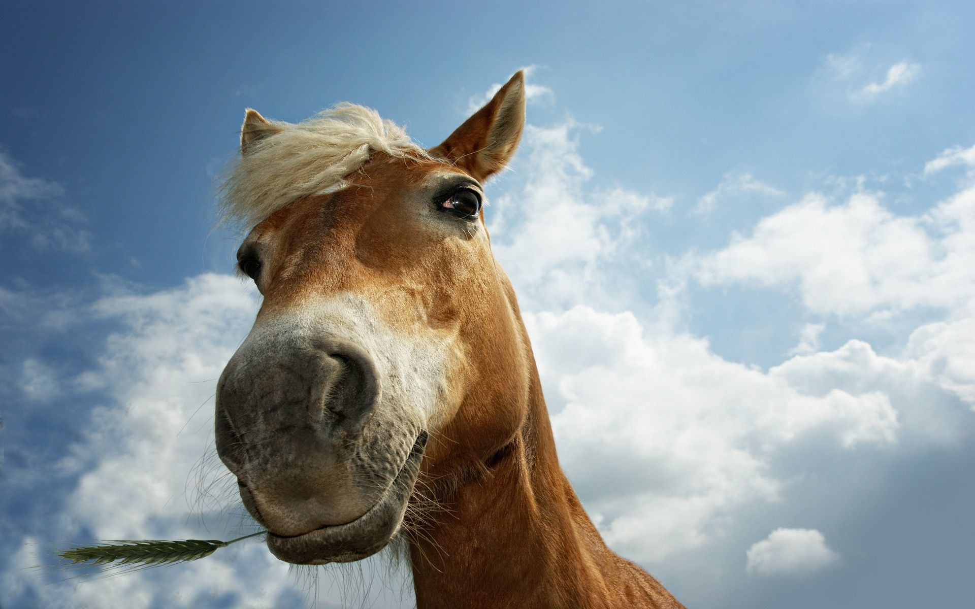 Cavallo divertente con erba, 1920x1200 Full HD+, Desktop