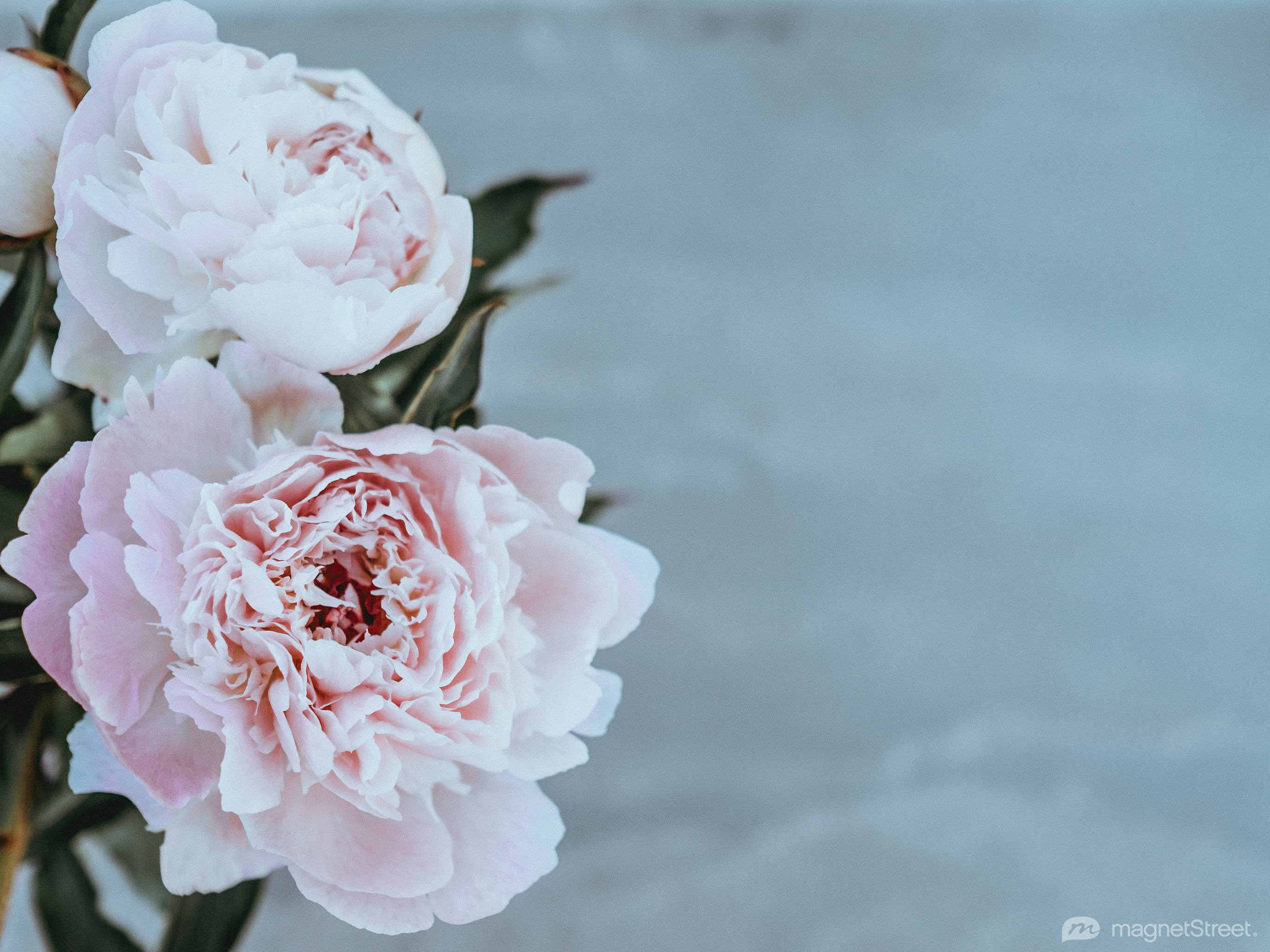 Peonie rosa e bianche, 2732x2048 2K, Laptop