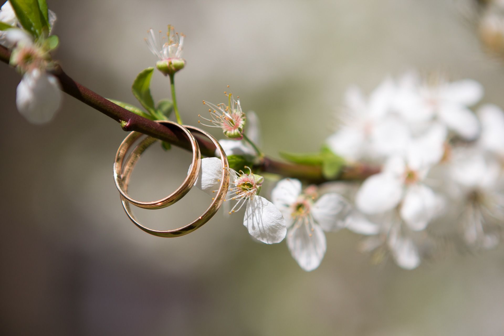 Anelli oro su ramo fiorito, 1920x1280 Full HD+ WUXGA, Desktop