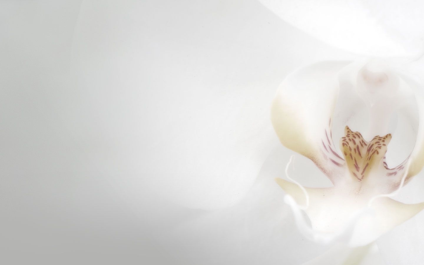 Fiore bianco sfondo chiaro, 1440x900 720p, PC