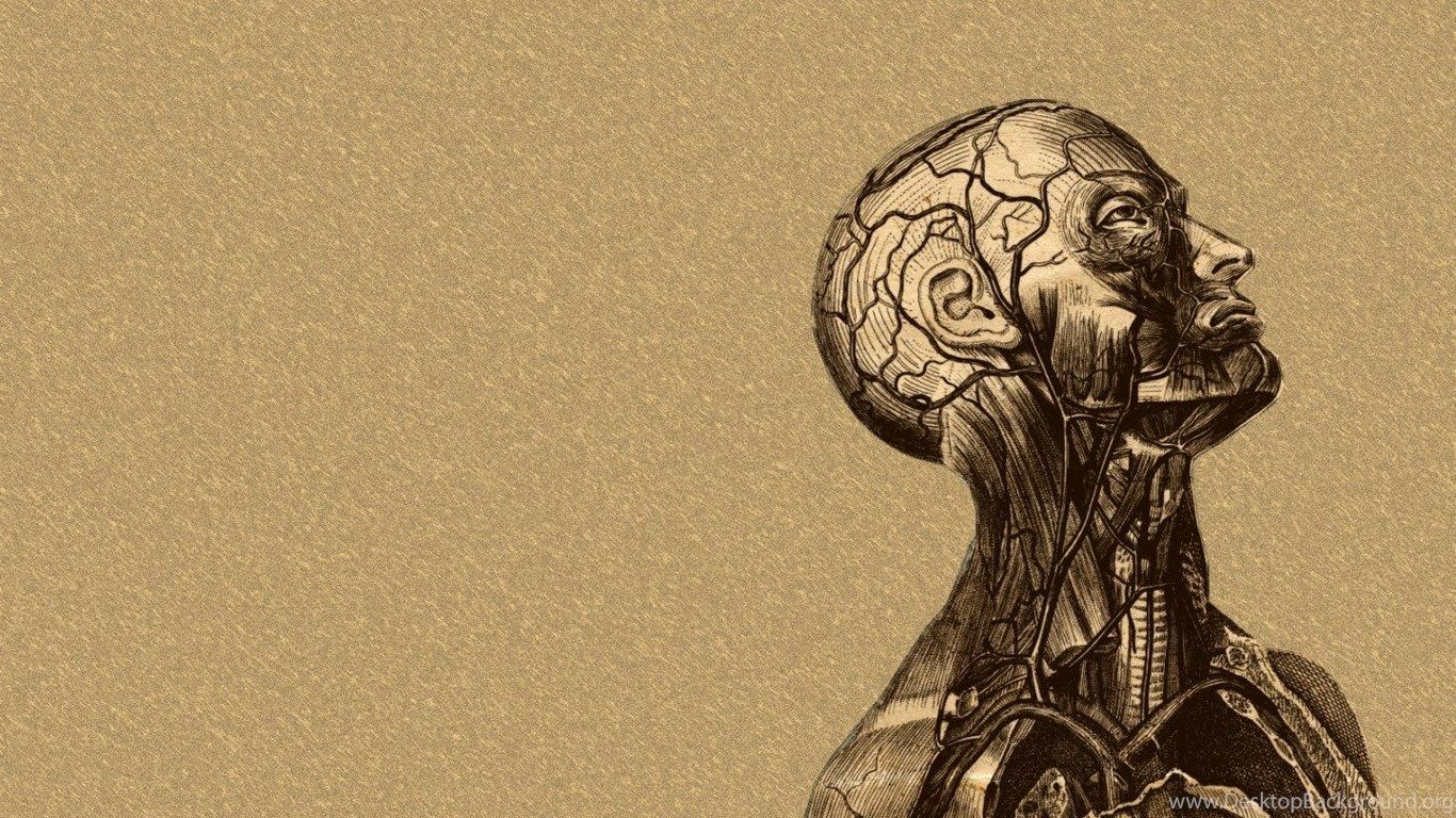 Anatomia umana disegno vintage, 1366x768 720p, PC
