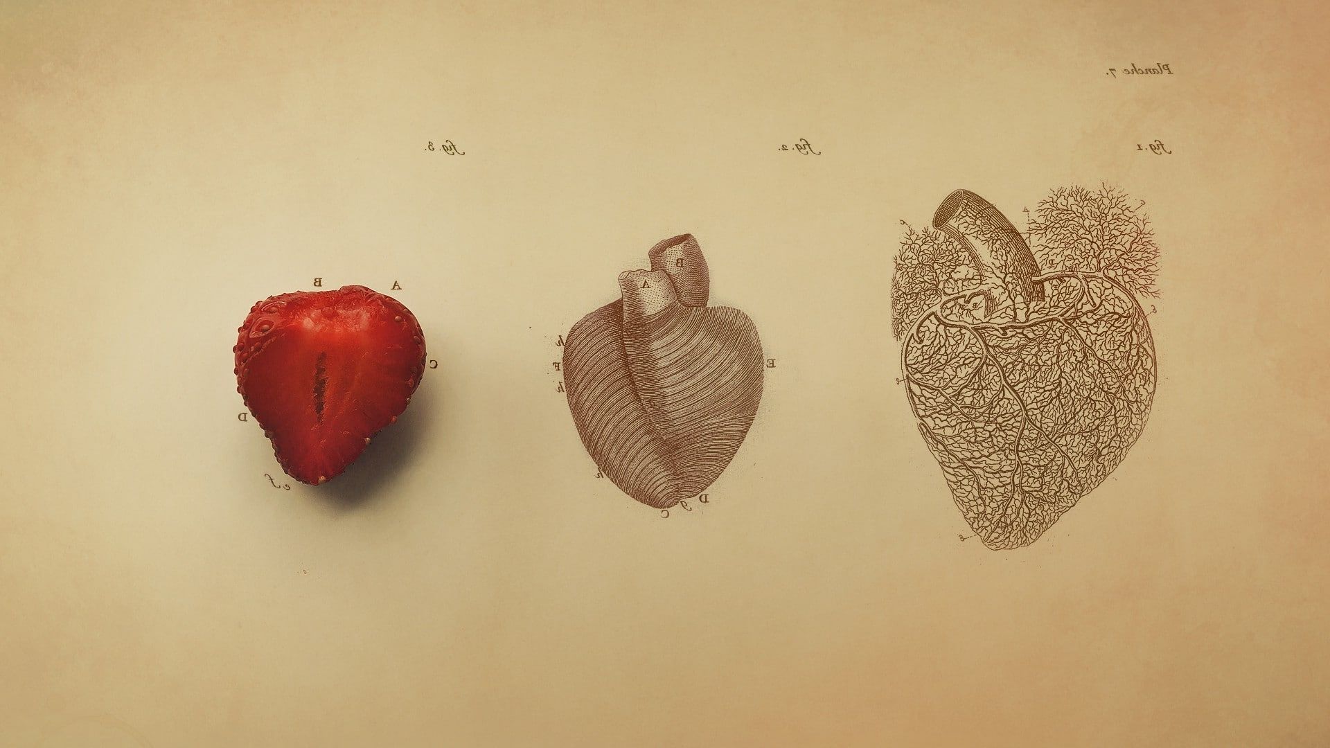 Cuore anatomico arte digitale, 1920x1080 Full HD 1080p, PC Desktop