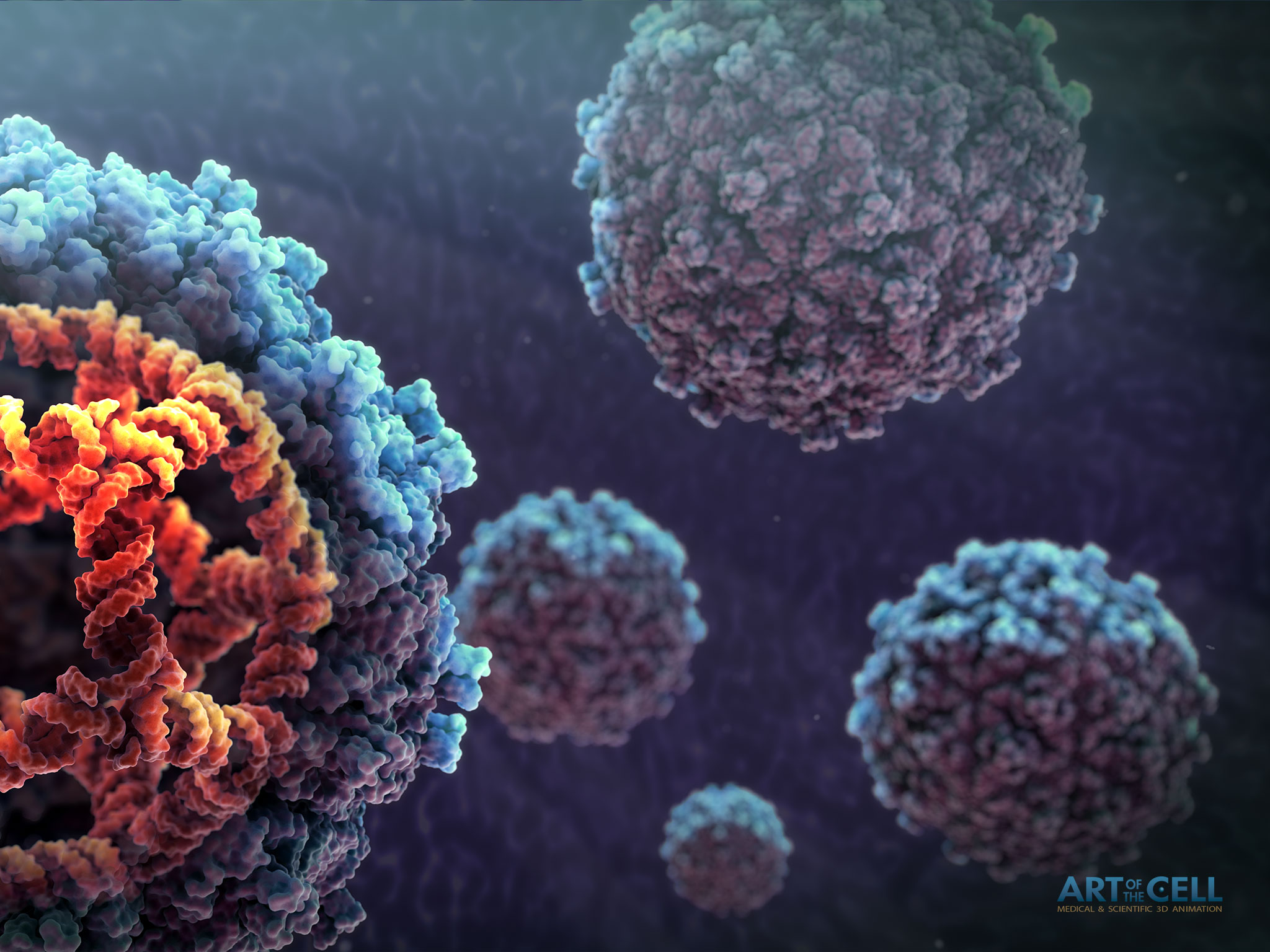 Virus e cellule 3D medicina, 2048x1536 2K, Desktop