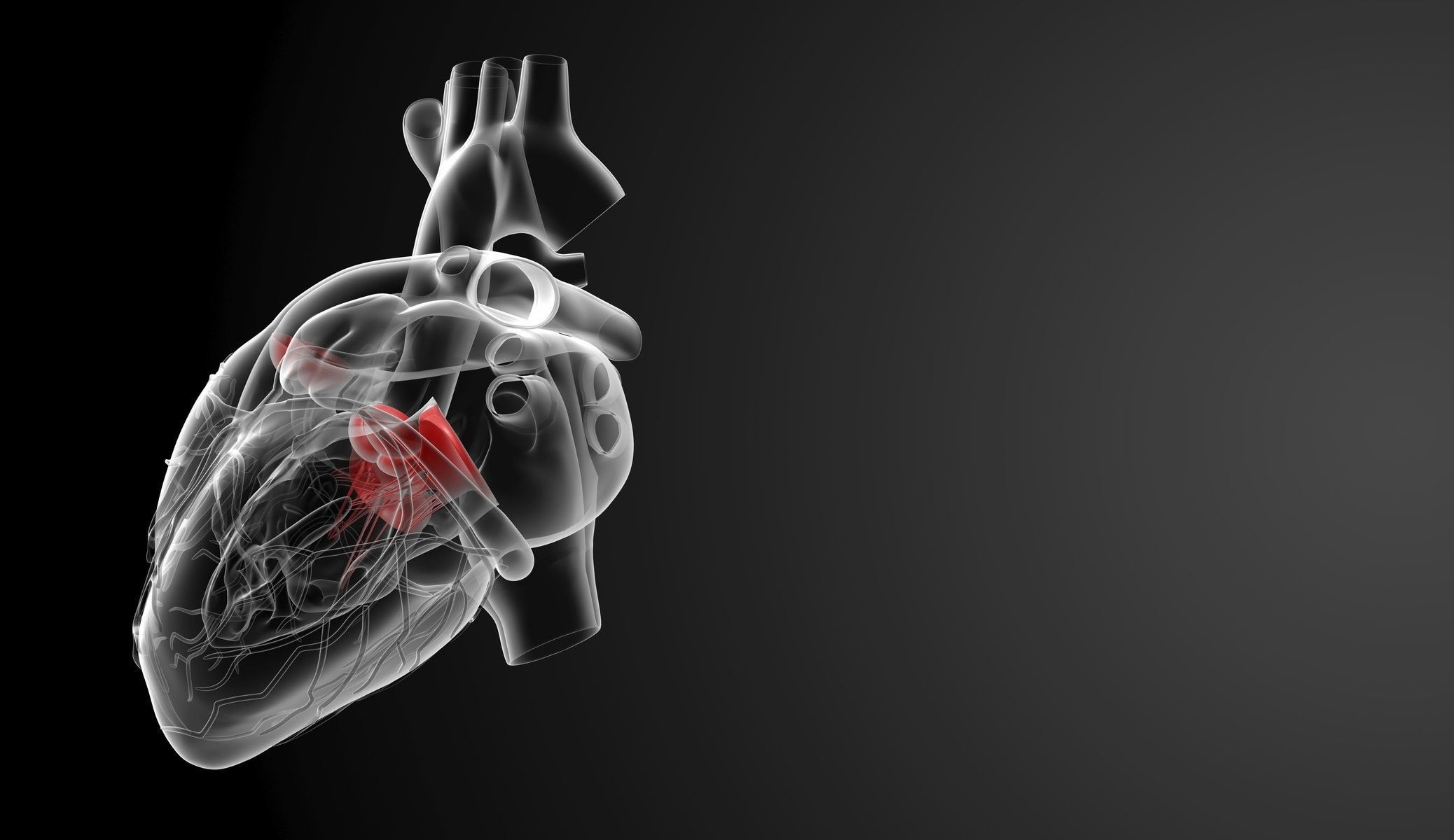 Cuore umano raggi X, 2076x1200 alta risoluzione, Laptop