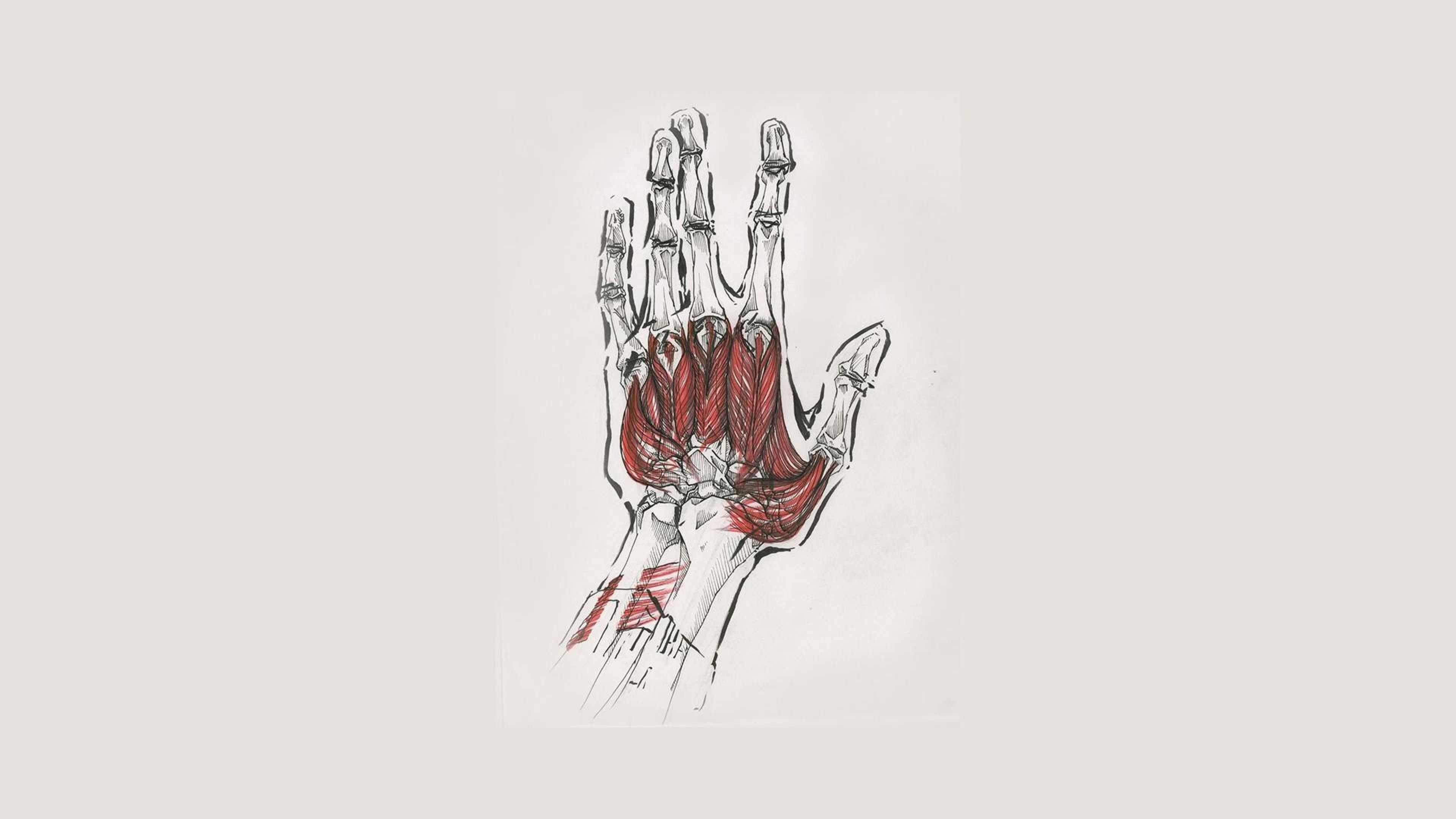 Illustrazione anatomica mano muscoli, 3840x2160 UHD, PC 4K