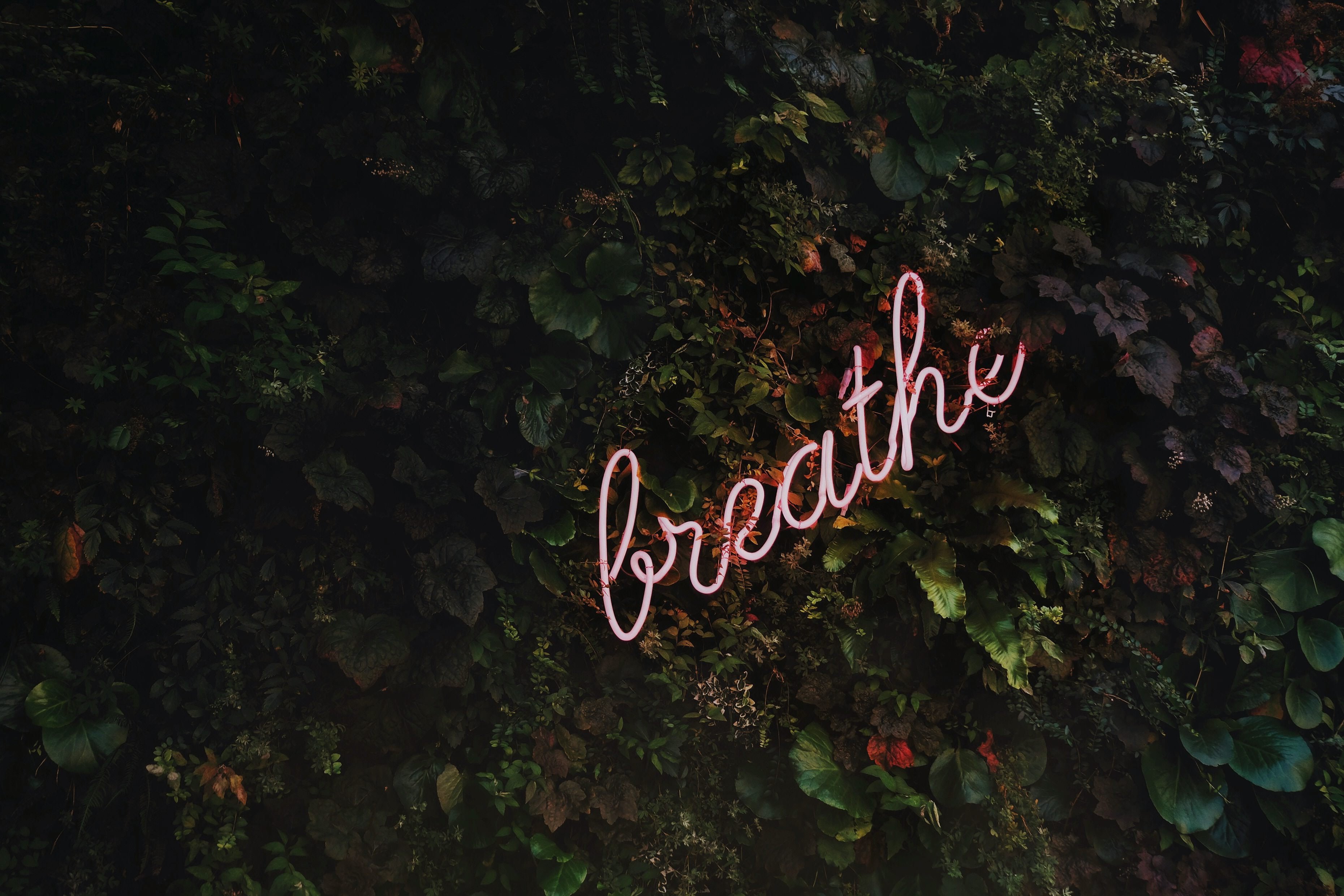 Insegna neon 'breathe' su edera, 3720x2480 WQXGA, Monitor Gaming