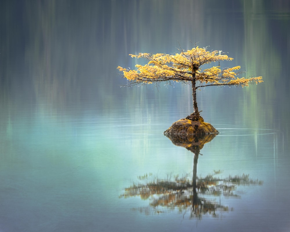 Albero solitario su roccia nell'acqua, 1000x800 HD, Desktop