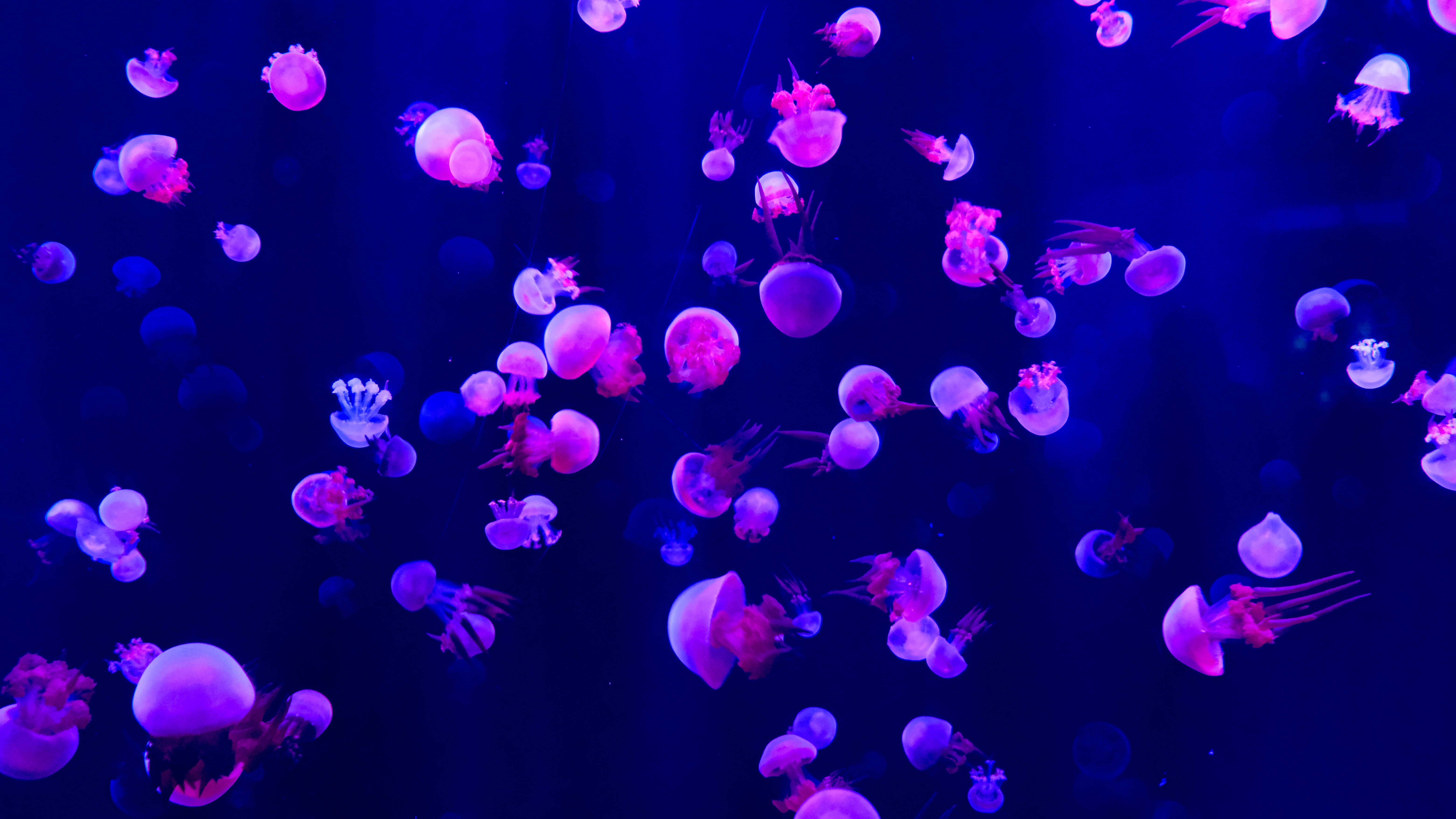 Meduse rosa su blu, 6240x3512 4K Ultra HD, Monitor 4K