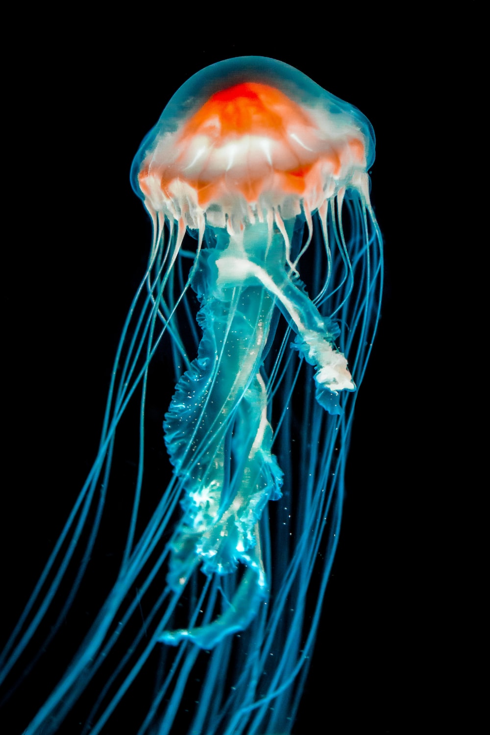 Medusa arancione e blu su nero, 1000x1500 Verticale, Mobile