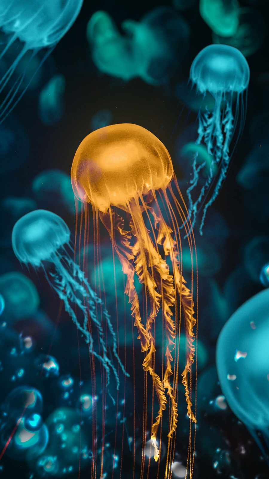 Meduse arancioni e turchesi subacquee, 900x1600 Full HD Verticale, Smartphone