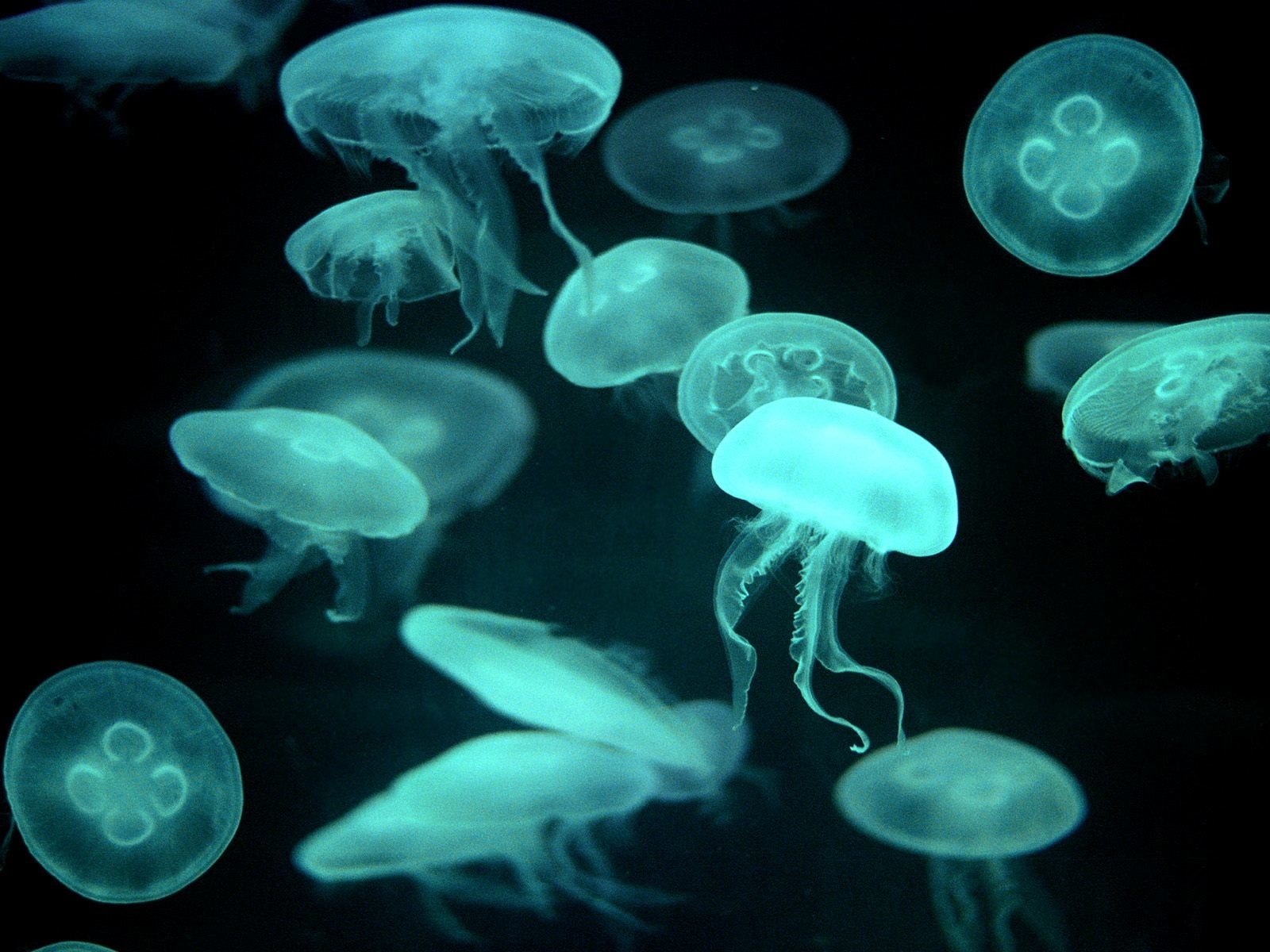 Meduse blu luminose nell'oscurità, 1600x1200 HD, Desktop