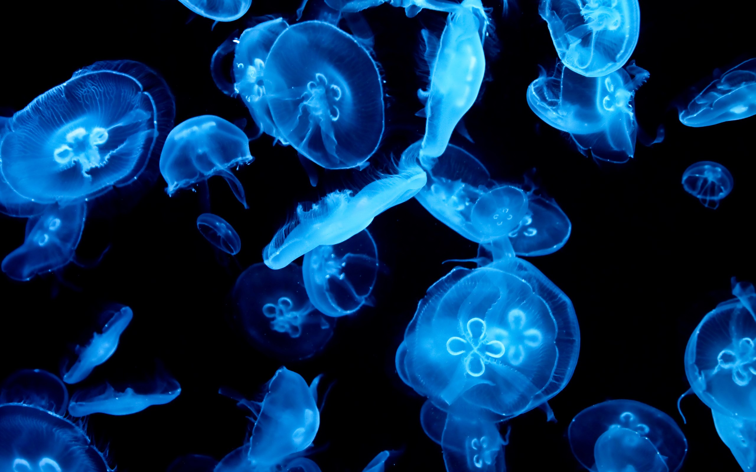 Meduse blu luminose subacquee, 2560x1600 2K+, MacBook Pro