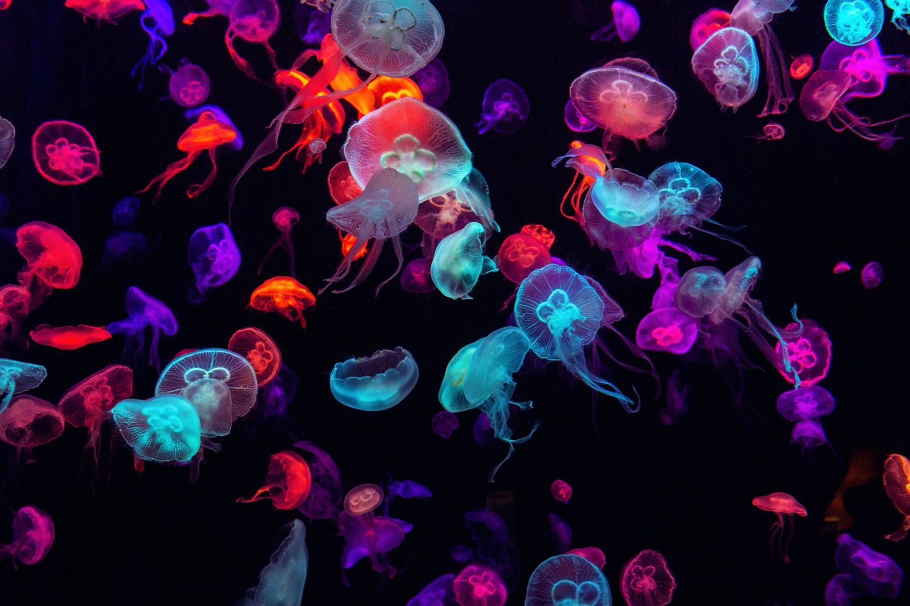 Meduse colorate luminescenti, 1802x1200 900p, Desktop