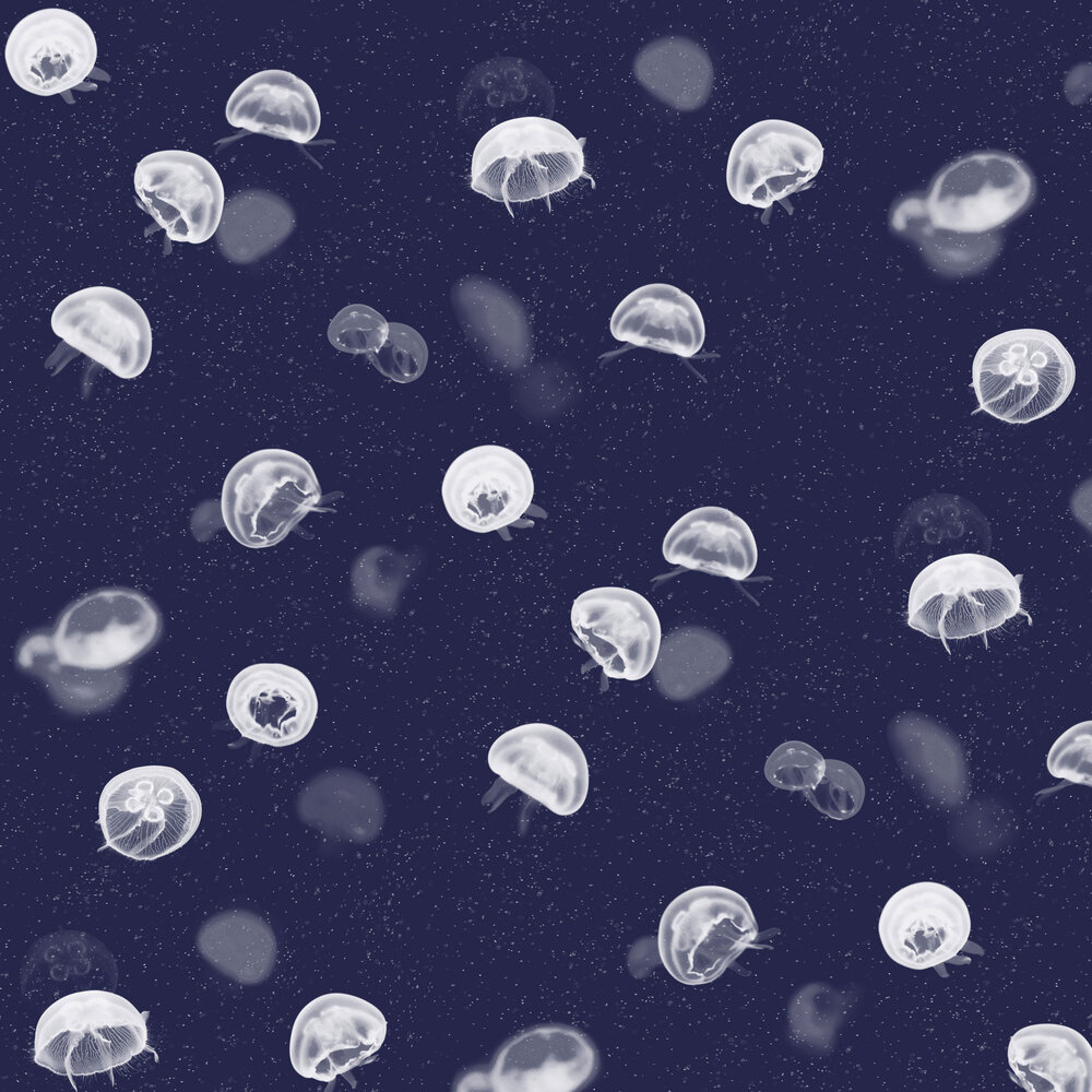 Meduse bianche su blu notte, 1000x1000 HD, PC