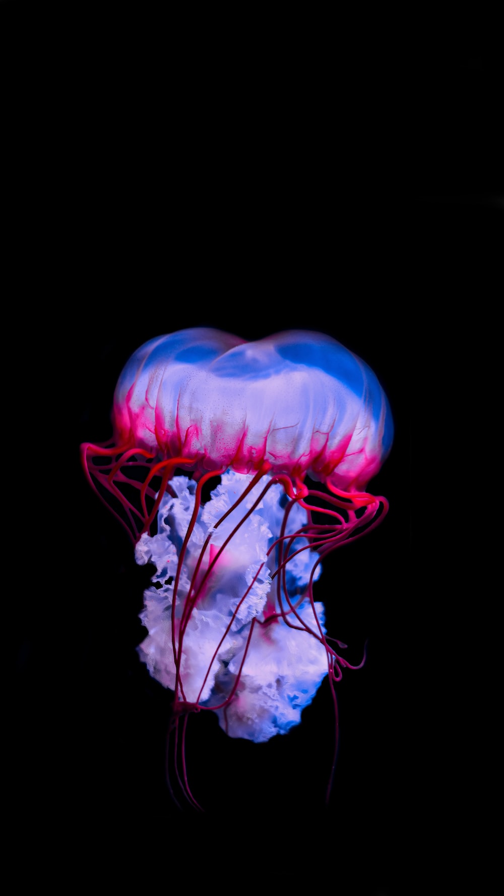 Medusa blu e rosa, 1000x1778 Full HD Verticale, Smartphone