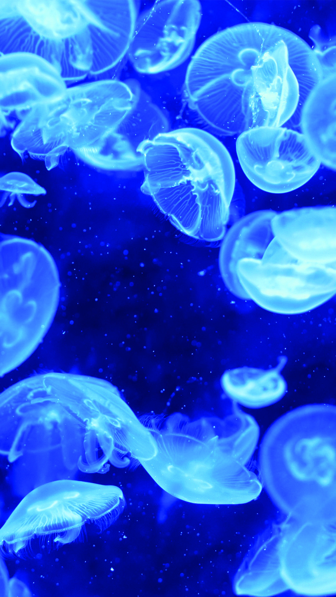 Meduse blu luminose acquario, 1080x1920 Full HD Verticale, iPhone