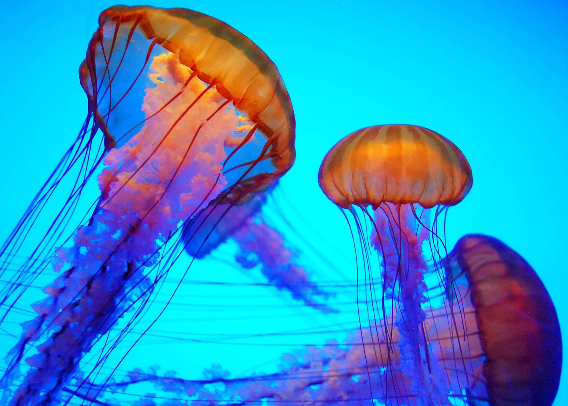 Meduse arancioni su sfondo blu, 1920x1373 Full HD+ WUXGA, Laptop