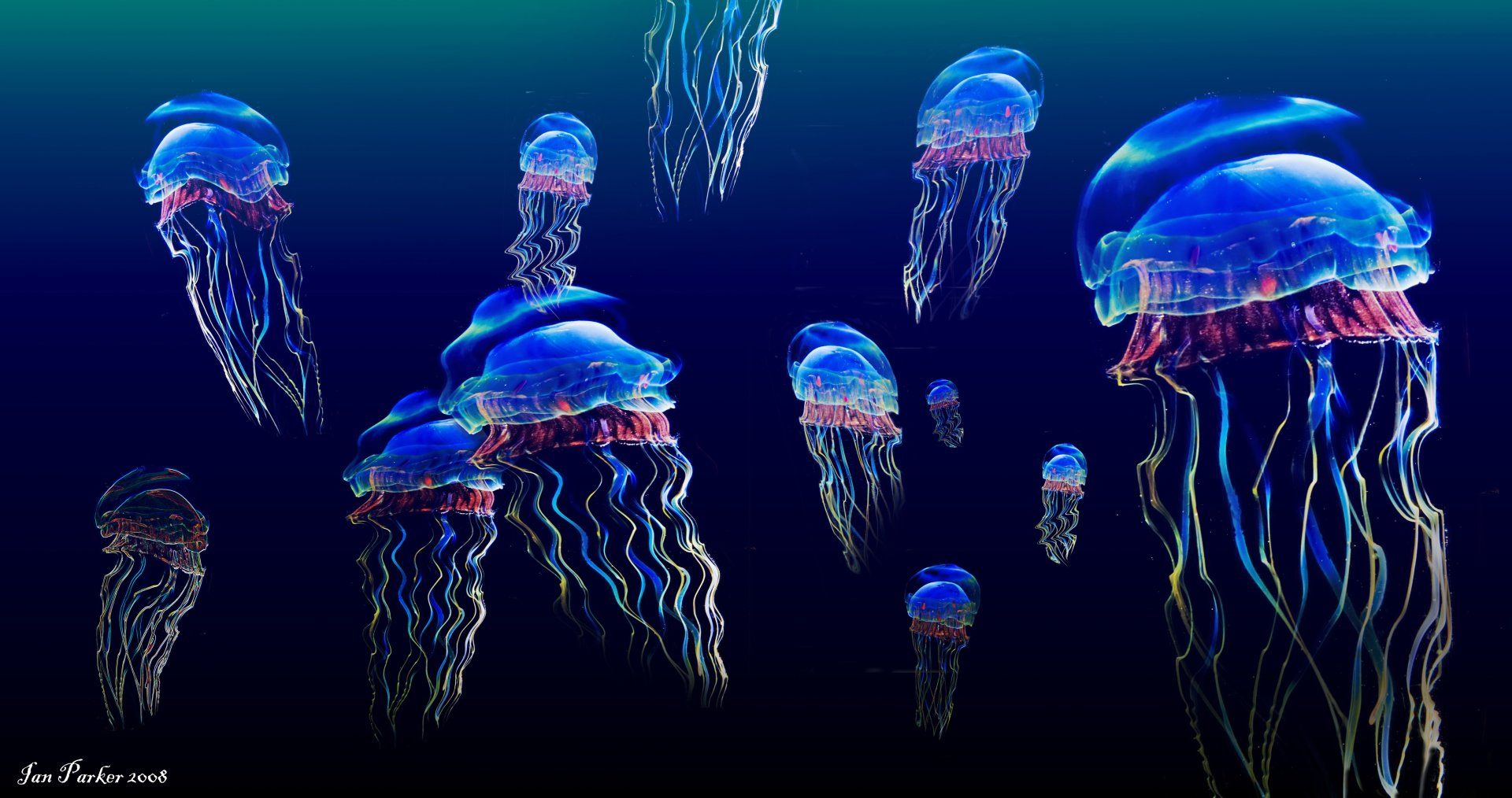 Meduse blu bioluminescenti nell'oceano, 1920x1014 1080p, PC