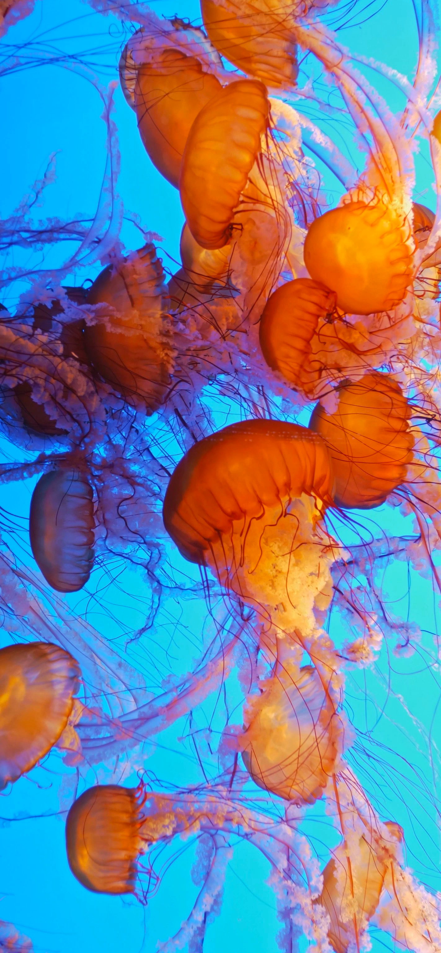 Meduse arancioni su blu, 1422x3072 Verticale, Mobile