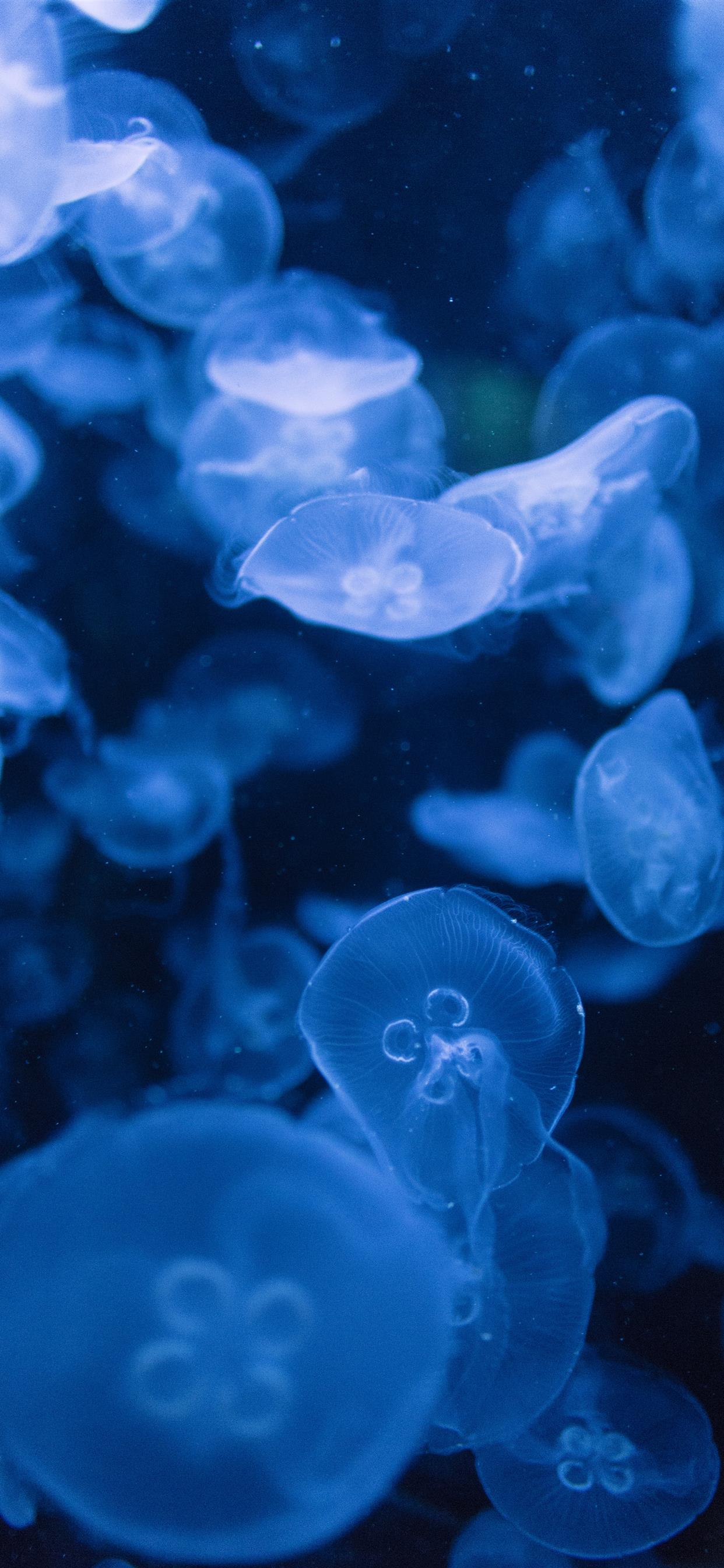 Meduse blu in acqua, 1242x2688 Full HD Verticale, Smartphone