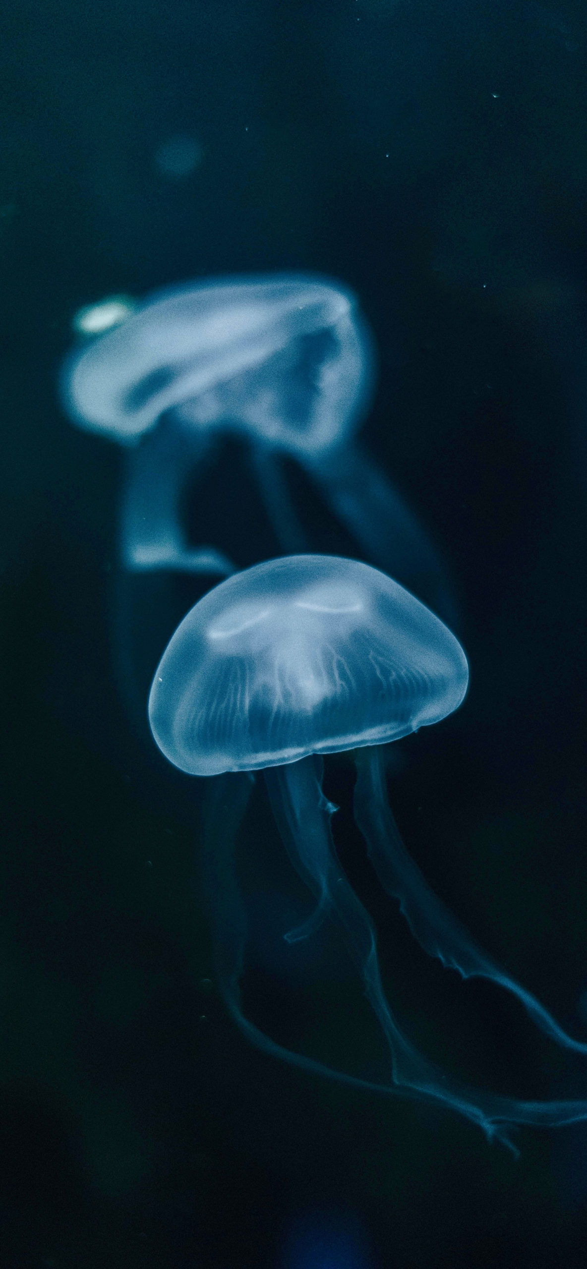 Meduse blu scuro subacquee, 1184x2560 Verticale, Telefono