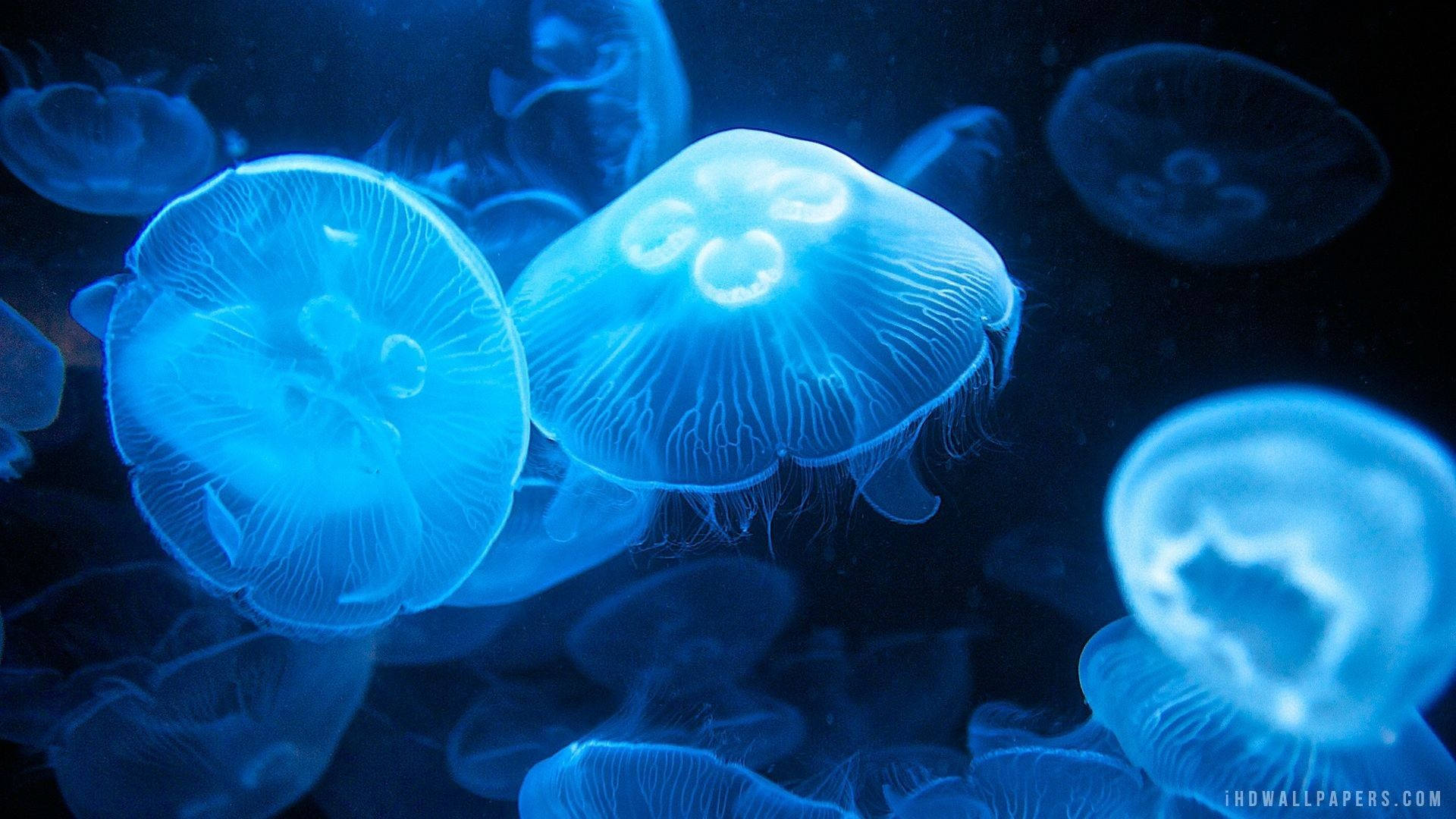 Meduse blu luminose nell'oceano, 1920x1080 Full HD 1080p, PC Desktop
