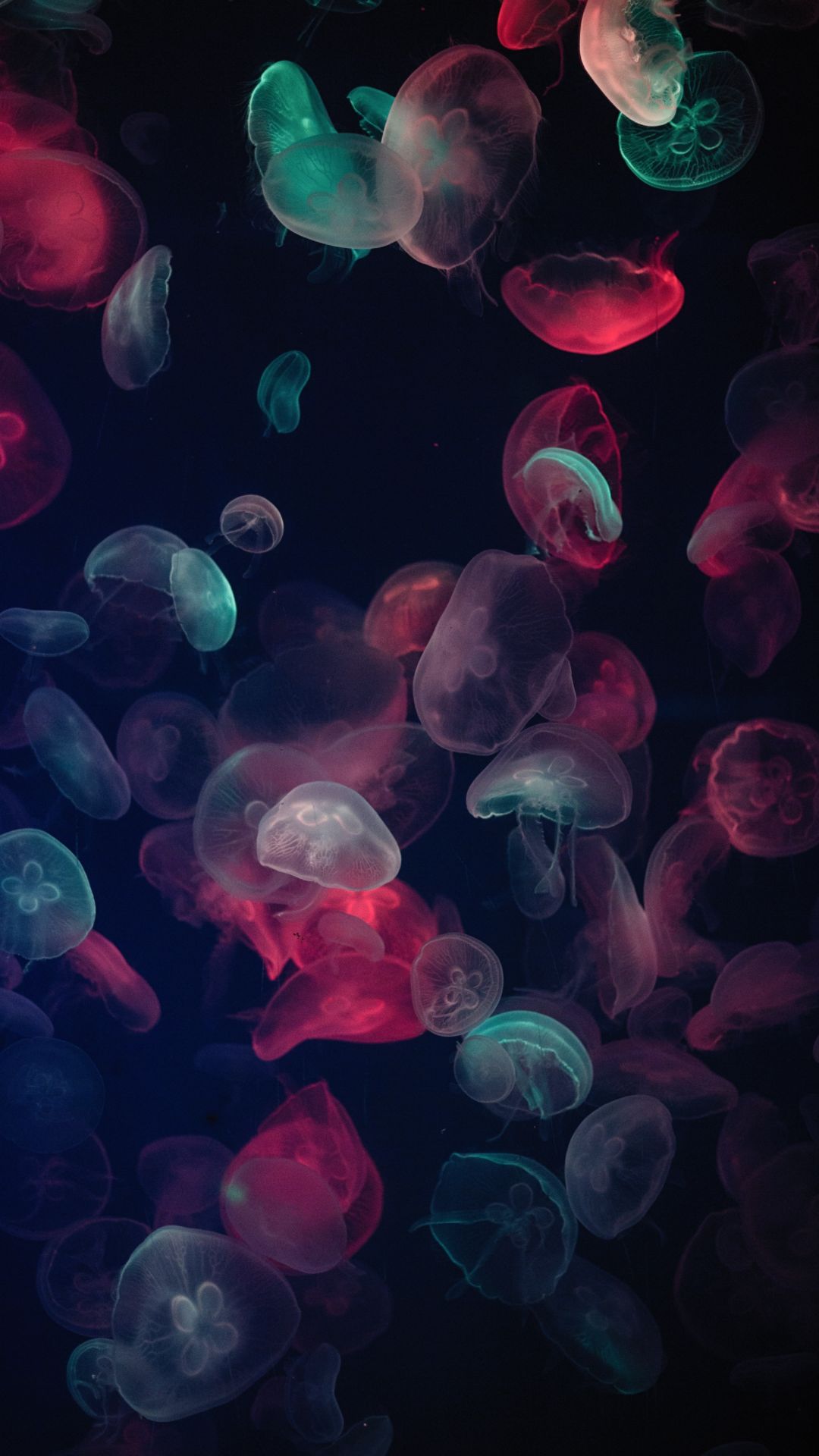Meduse rosse e verdi luminose, 1080x1920 Full HD Verticale, Samsung Galaxy