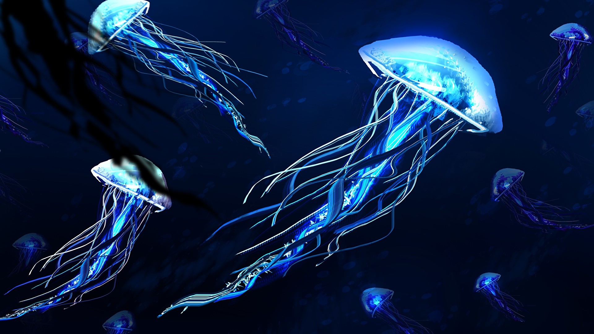 Meduse blu luminose oceano, 1920x1080 Full HD, Desktop