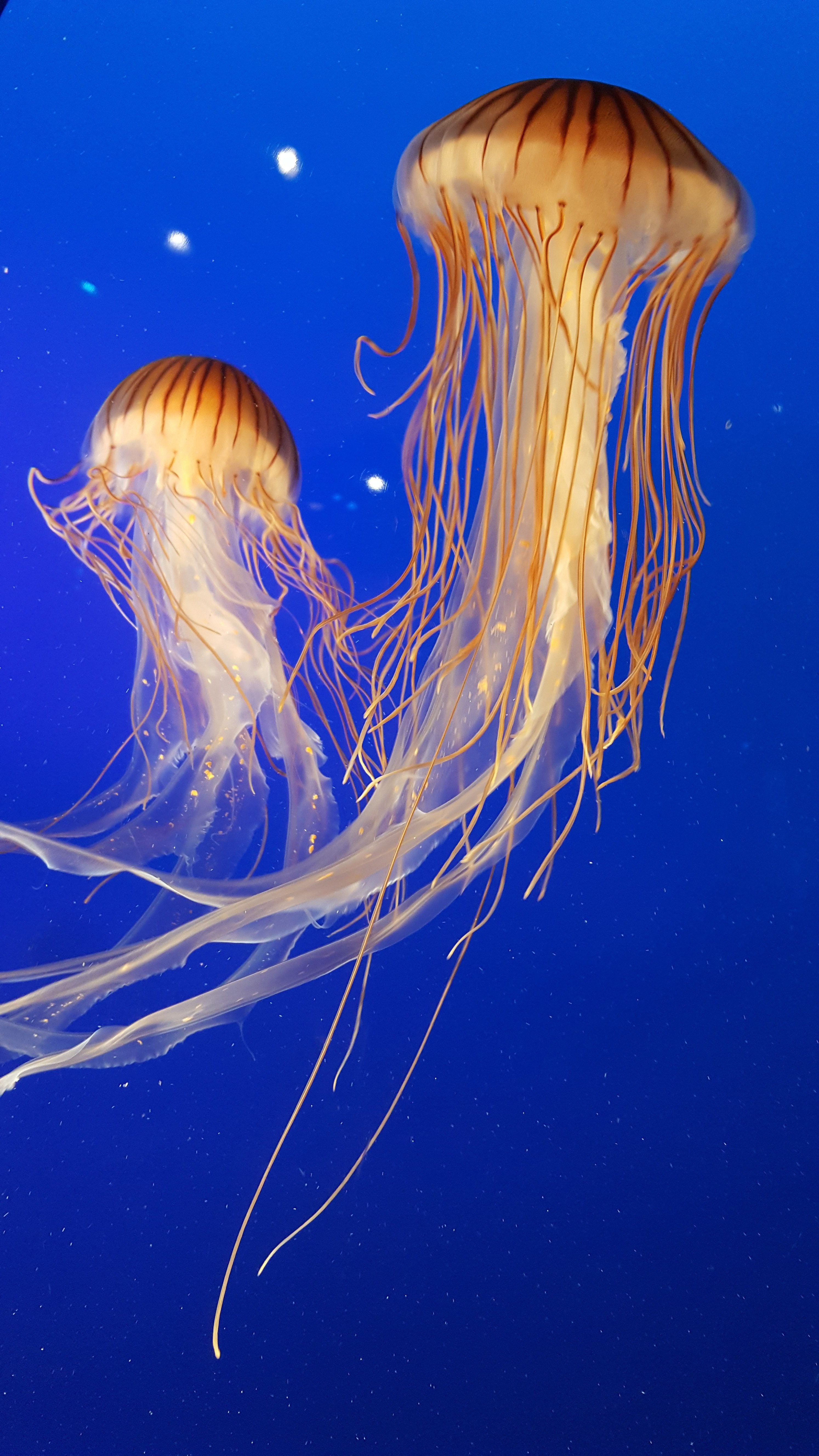 Meduse arancioni sfondo blu, 2988x5312 Verticale, Mobile