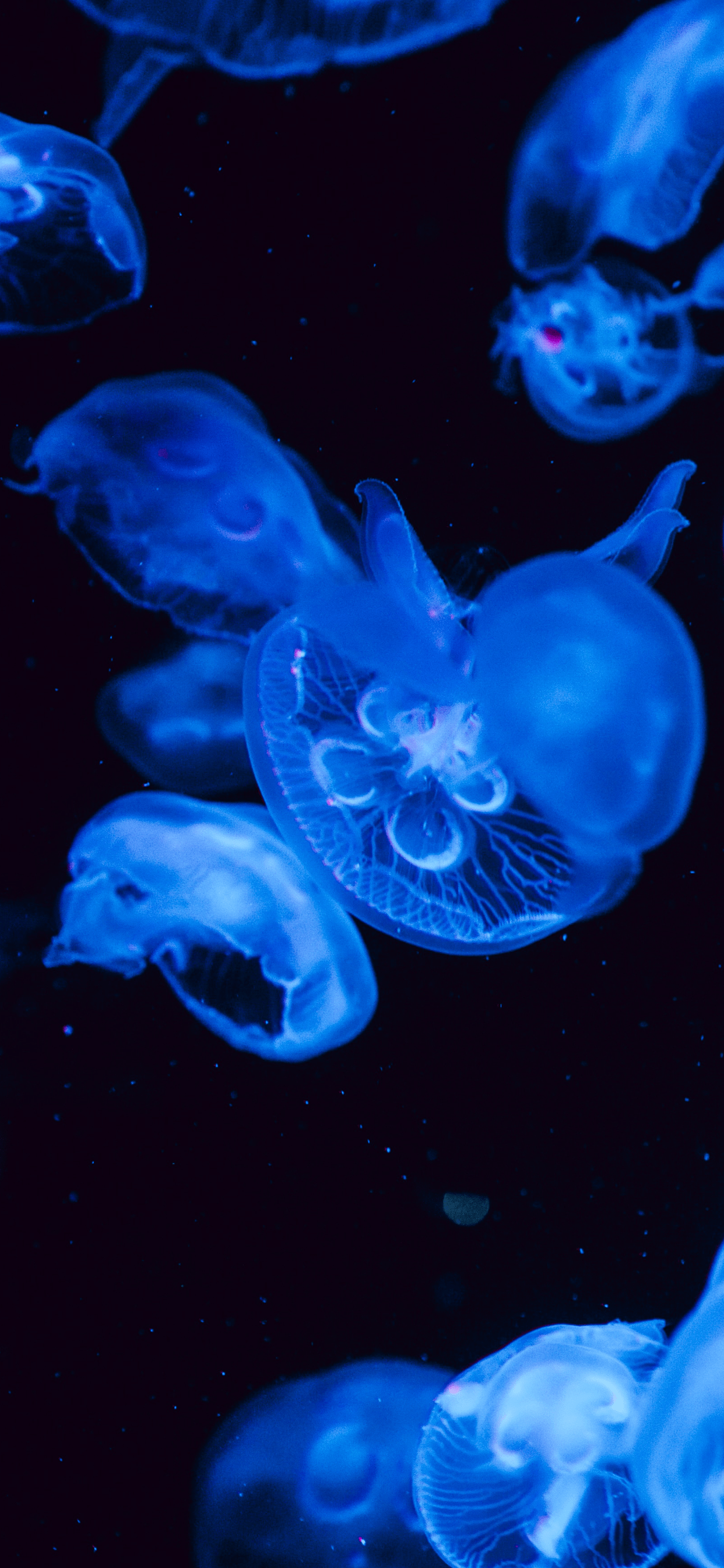 Meduse blu su sfondo nero, 1242x2688 Verticale, Telefono