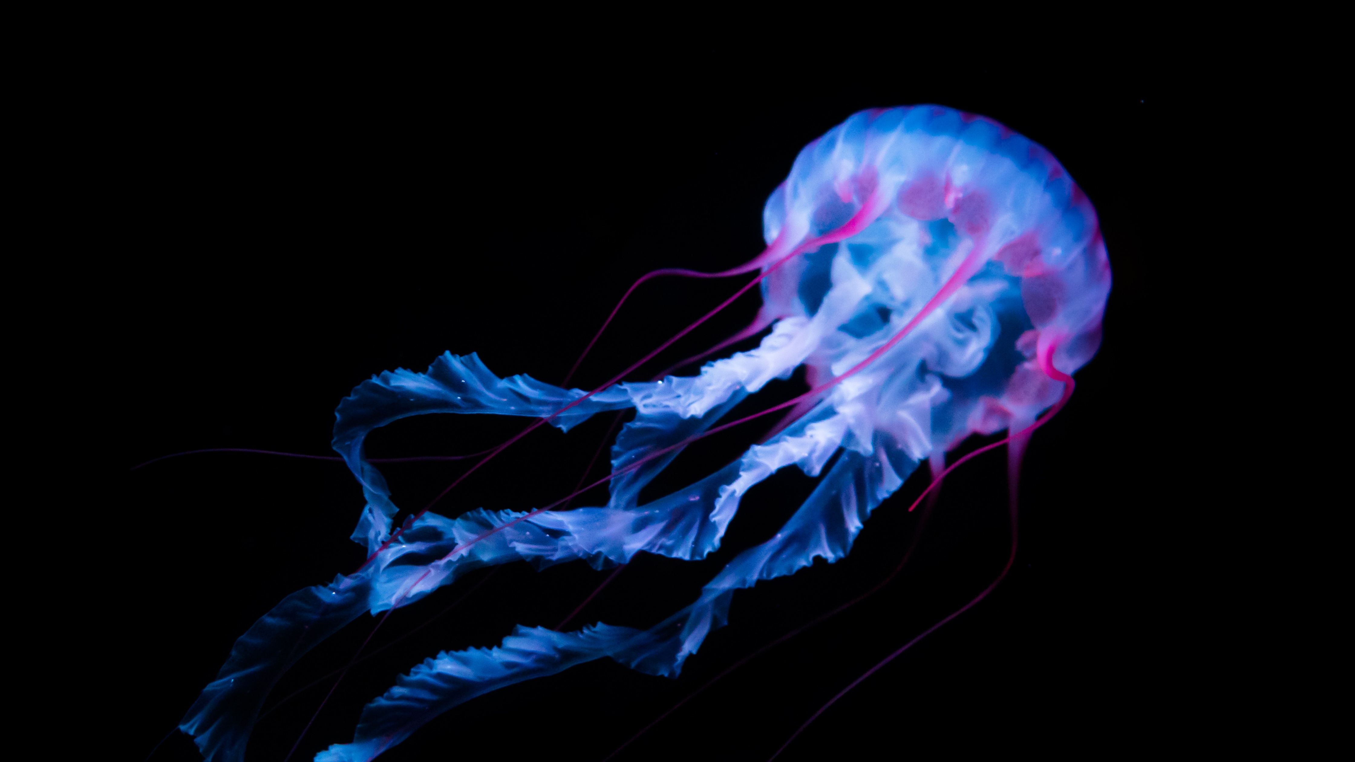 Medusa blu su sfondo nero, 4480x2520 UHD, PC 4K