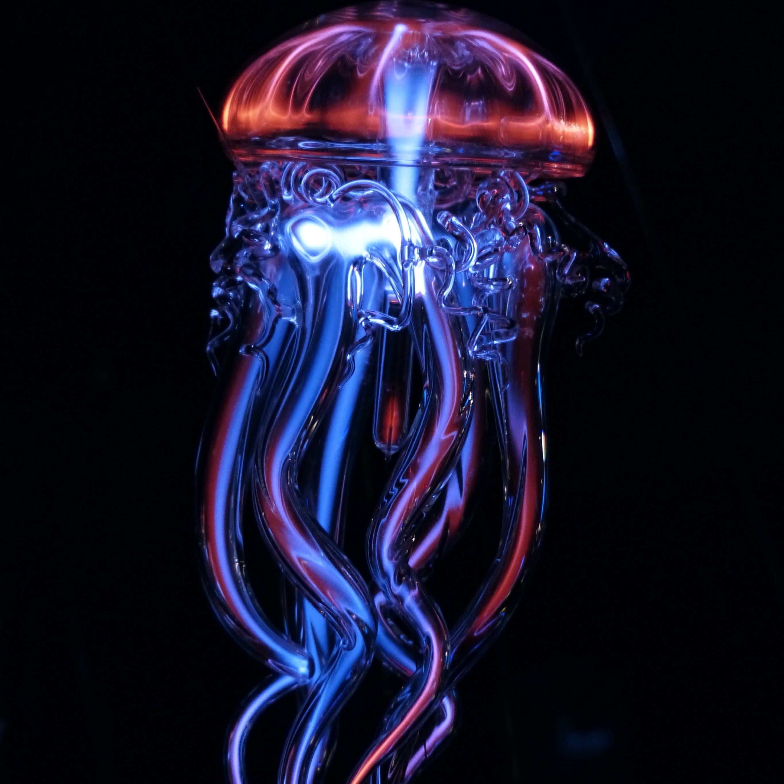 Medusa luminosa rossa e blu, 2732x2732 2K+, Monitor Gaming