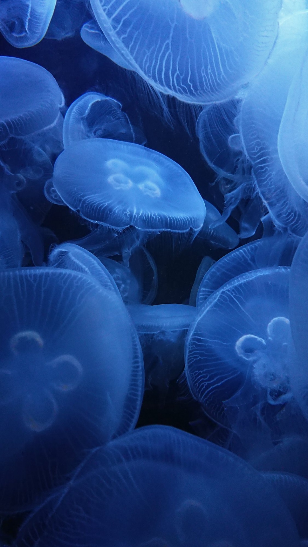 Meduse blu subacquee, 1080x1920 Full HD Verticale, Smartphone