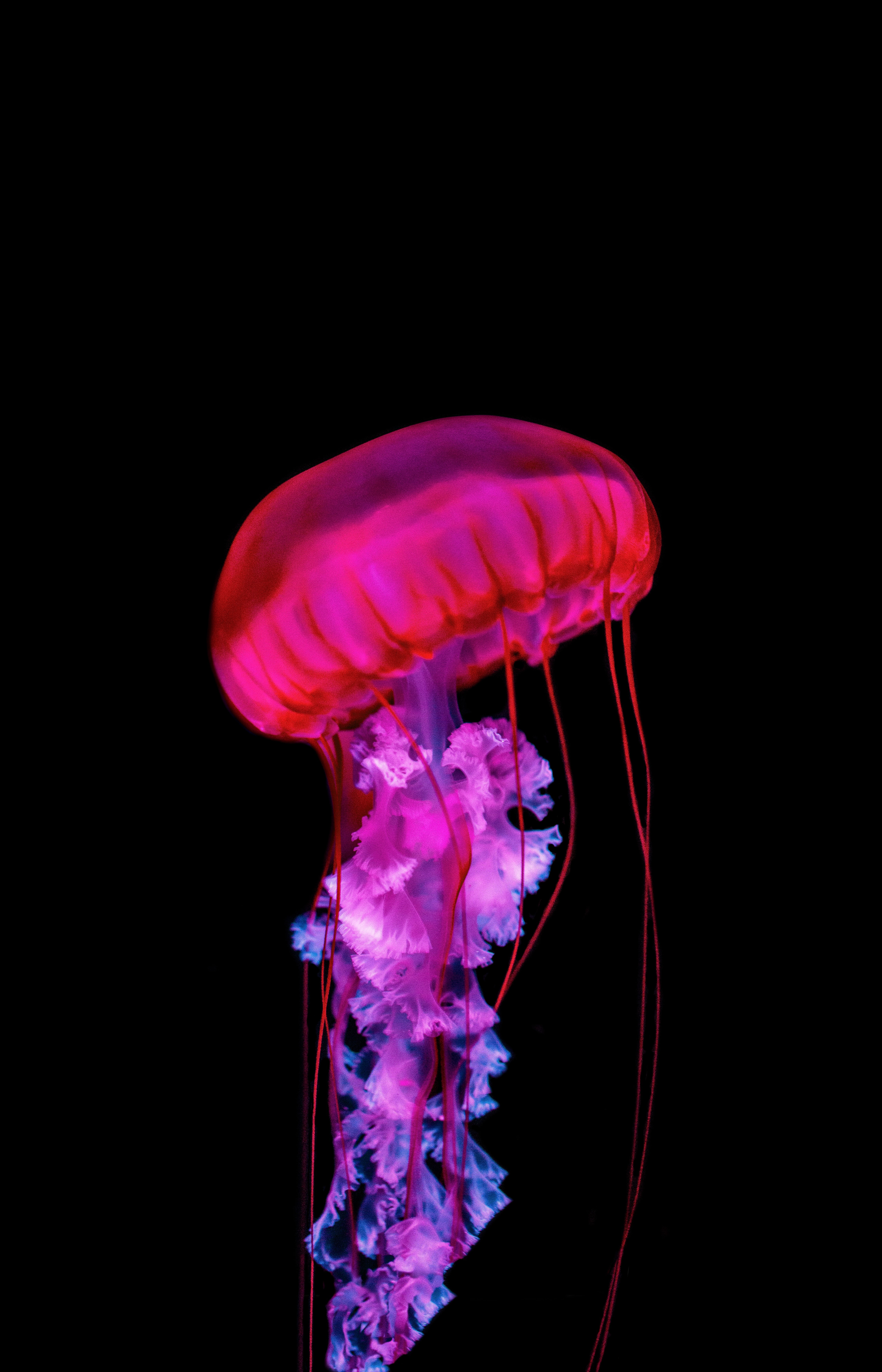Medusa rosa fluorescente su nero, 4500x7000 Verticale, Telefono