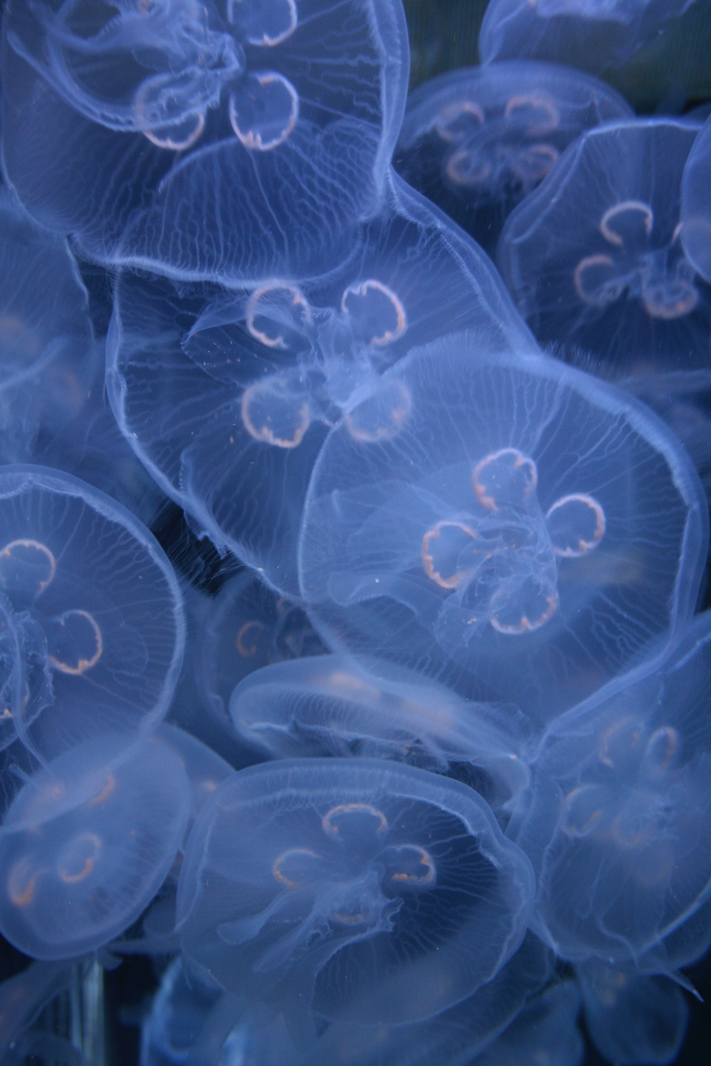 Meduse blu traslucide, 2304x3456 Full HD Verticale, Smartphone