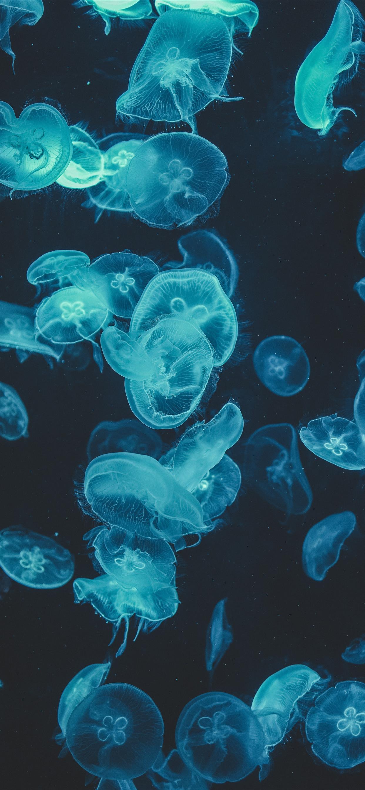 Meduse blu su sfondo scuro, 1242x2688 Verticale, Telefono