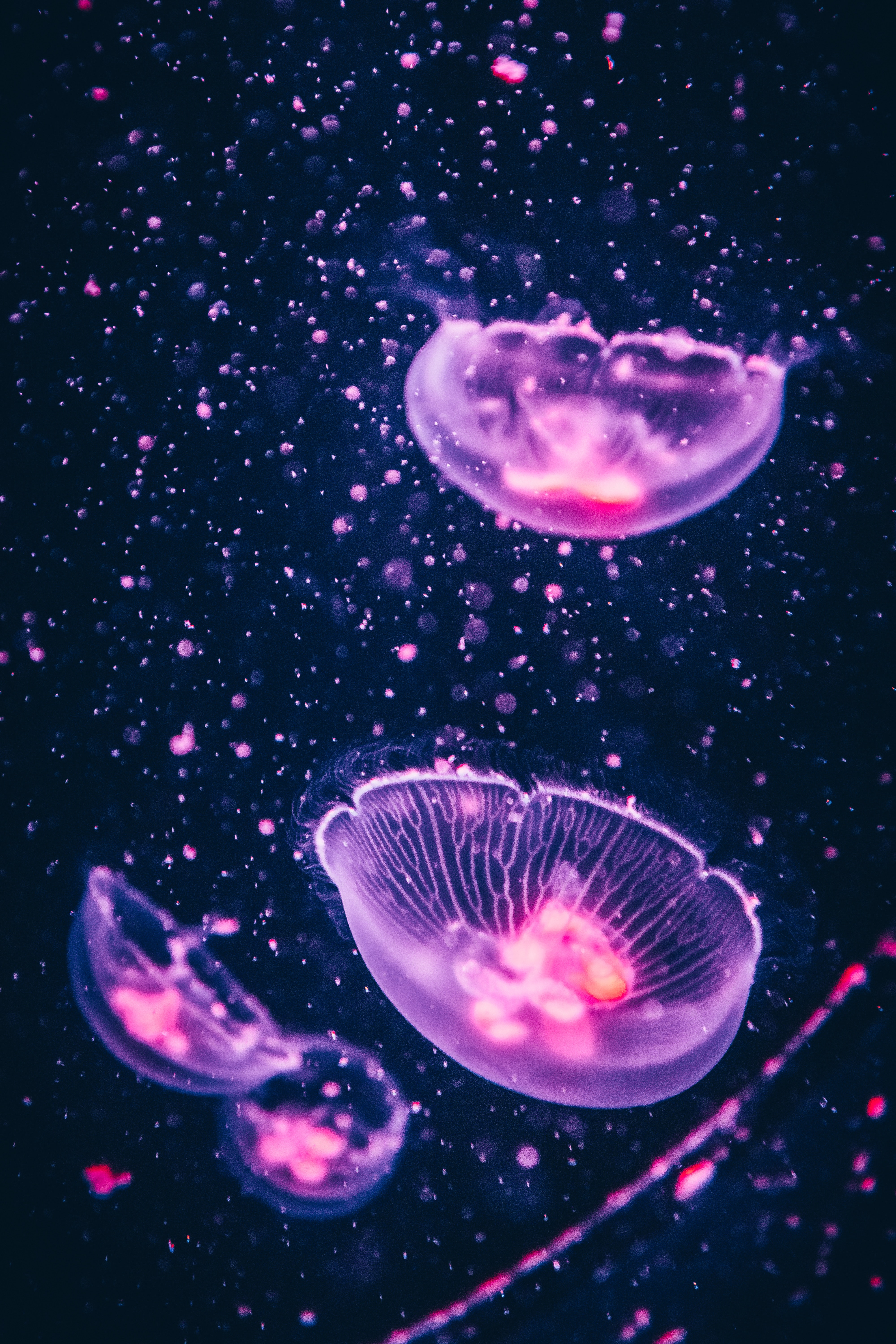Meduse rosa fluorescenti nel buio, 4000x6000 Verticale, Telefono