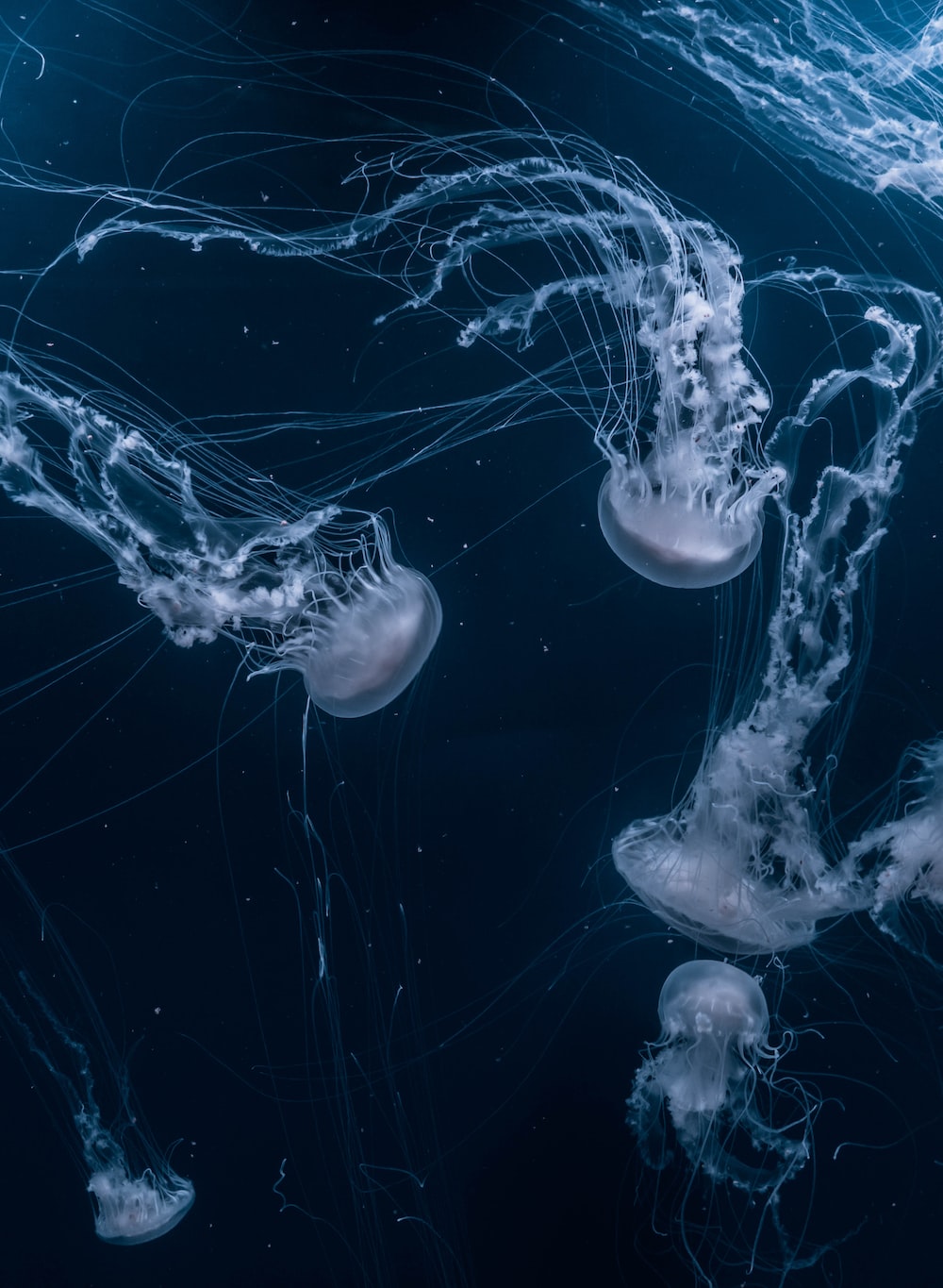 Meduse blu nell'oceano scuro, 1000x1365 Full HD Verticale, iPhone