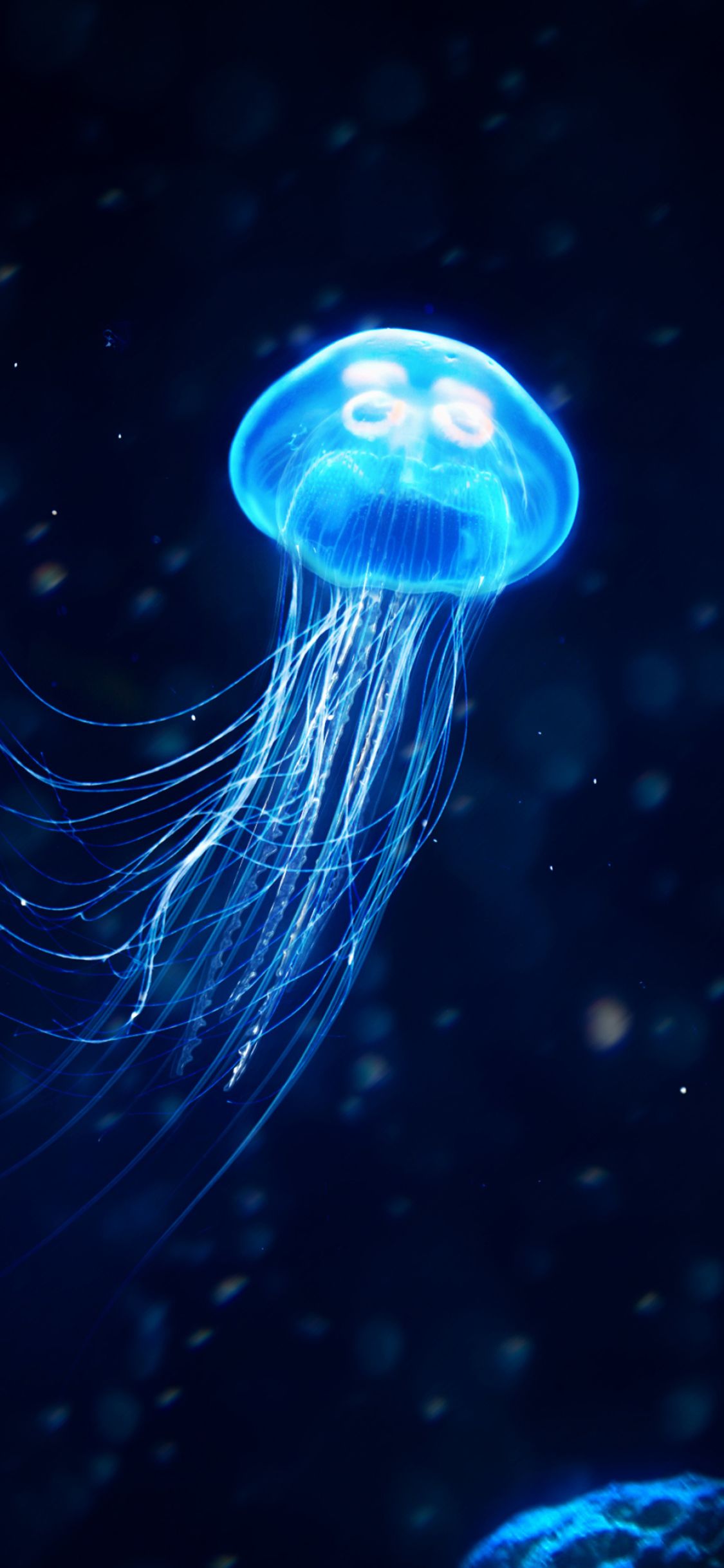 Medusa blu luminosa nell'oceano, 1125x2436 Full HD Verticale, iPhone